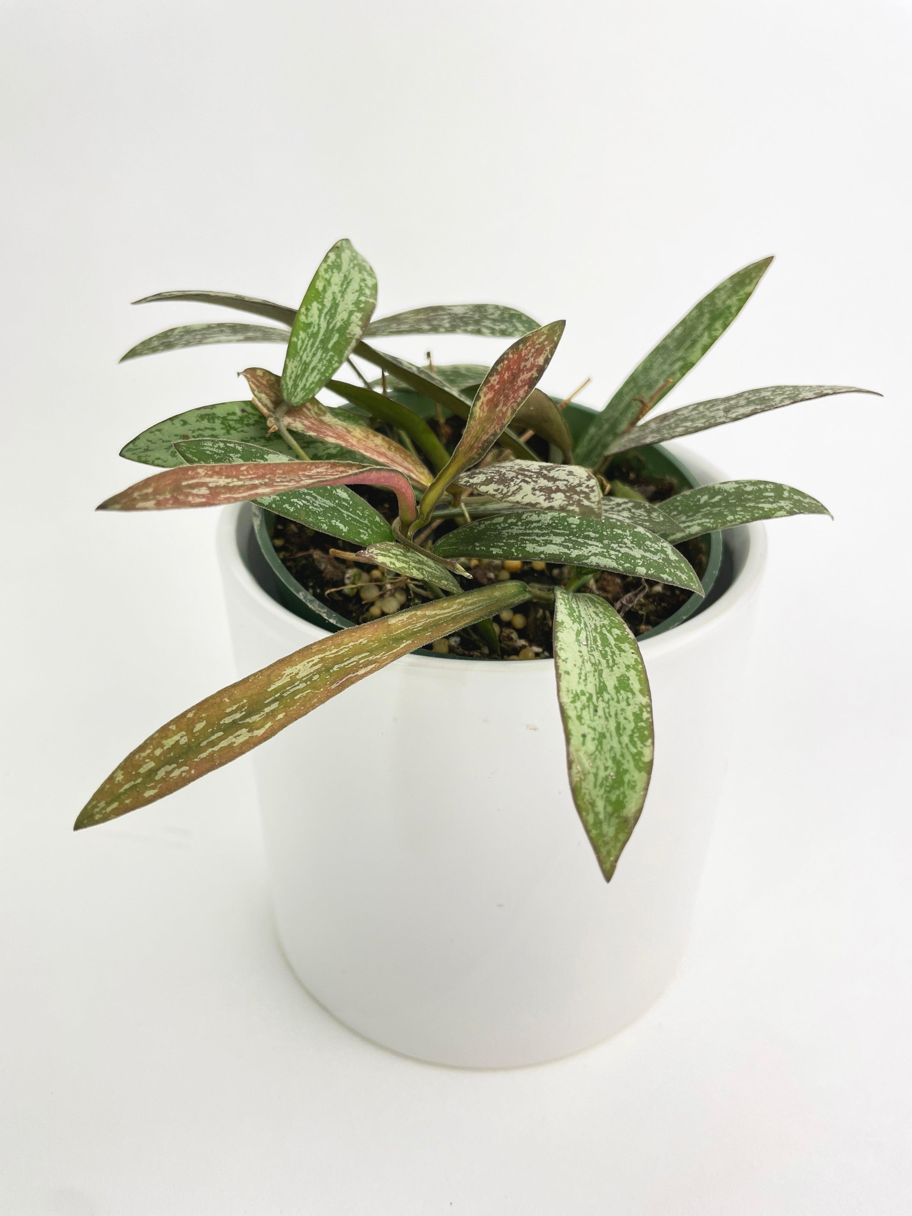 Hoya Sigillatis | Heirloom Boulevard