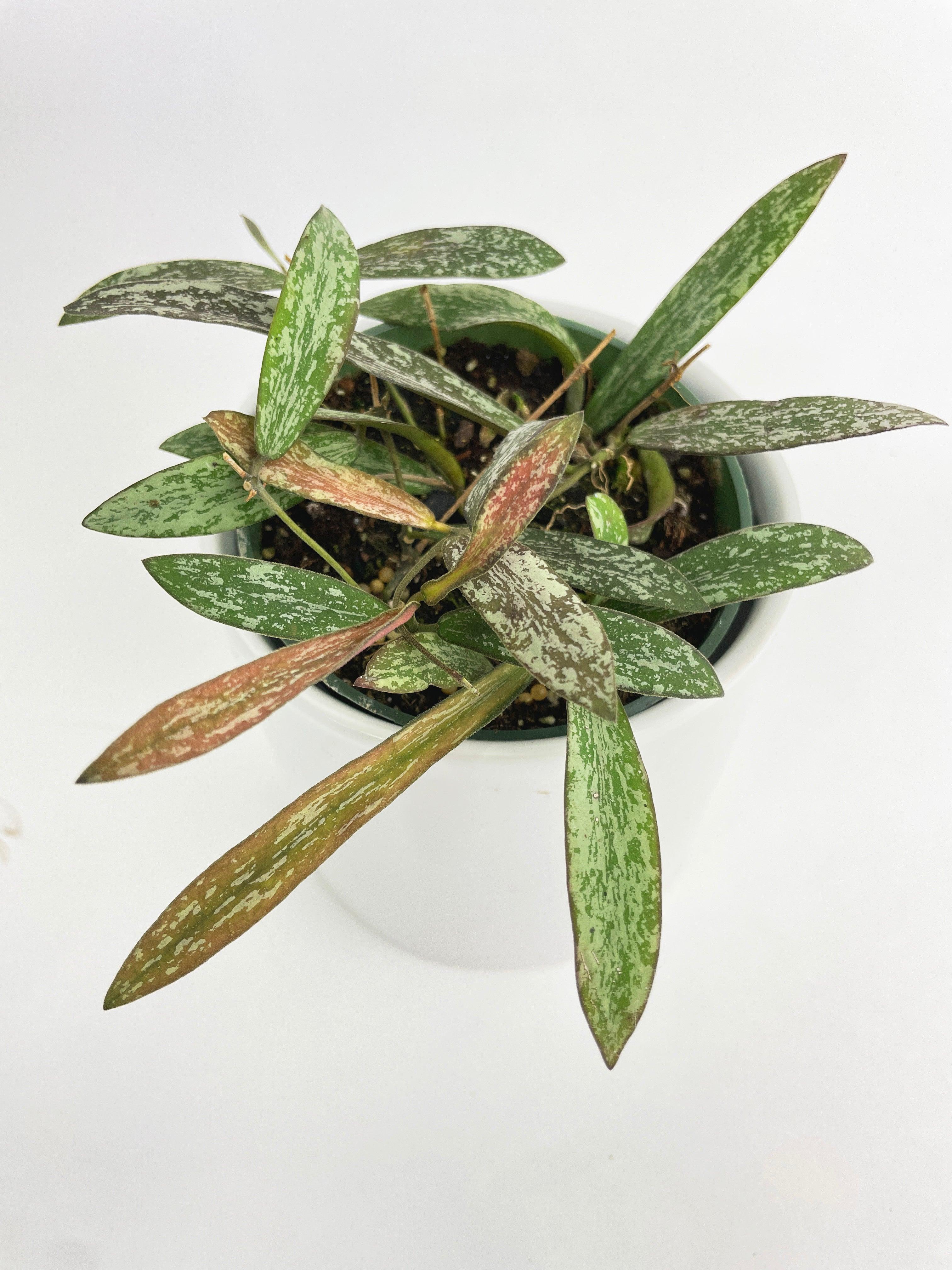 Hoya Sigillatis | Heirloom Boulevard