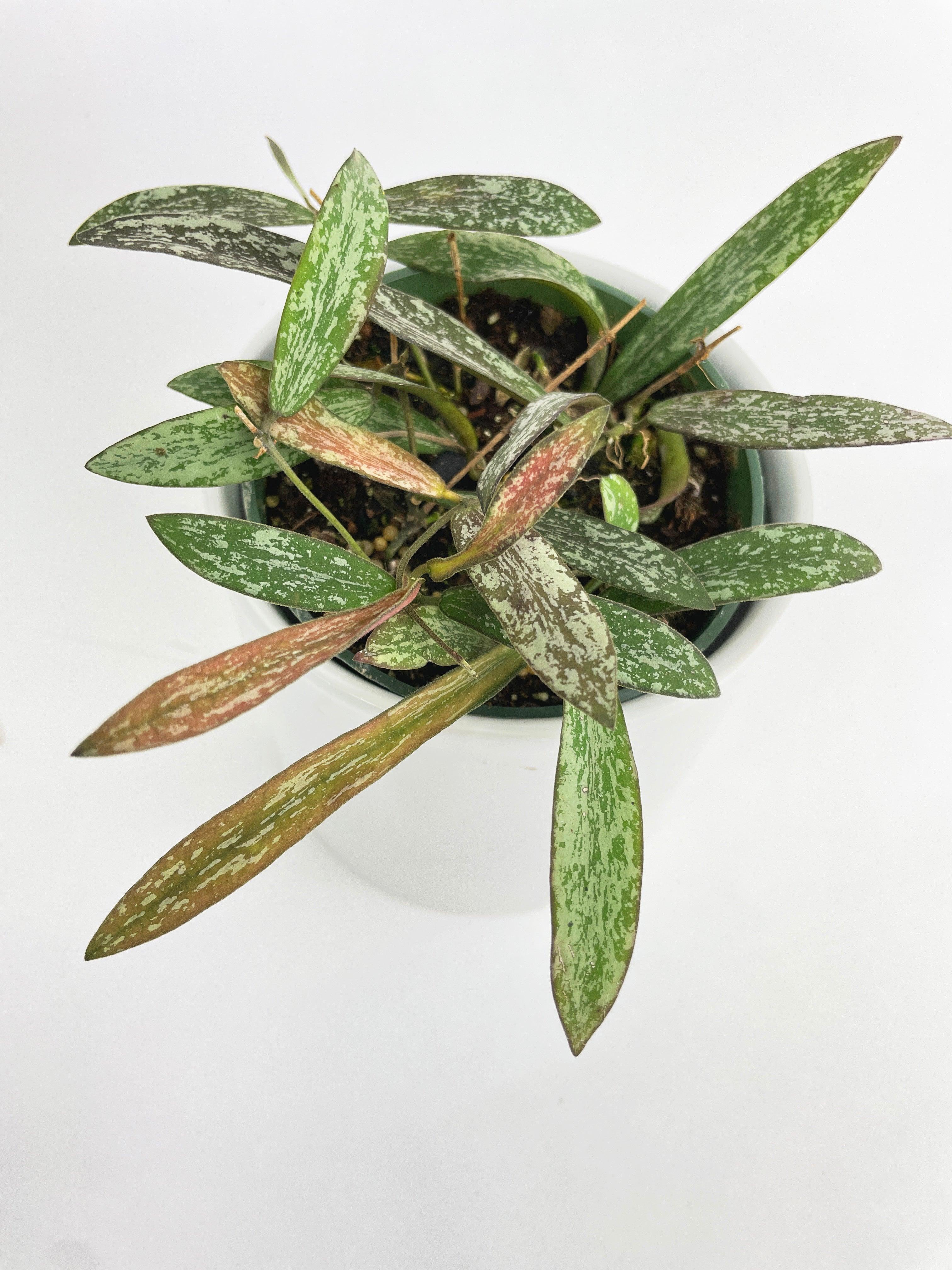 Hoya Sigillatis | Heirloom Boulevard