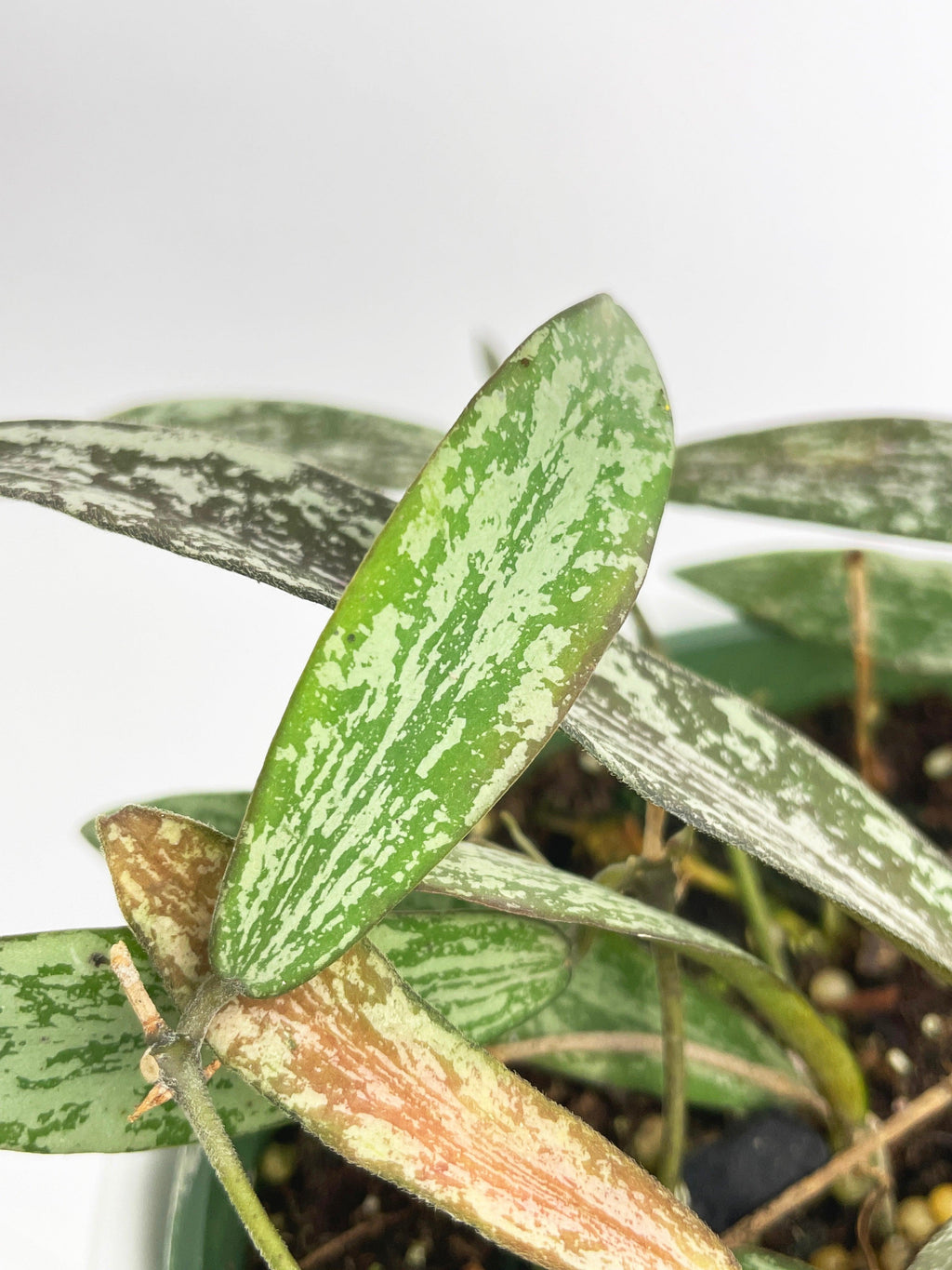 Hoya Sigillatis | Heirloom Boulevard