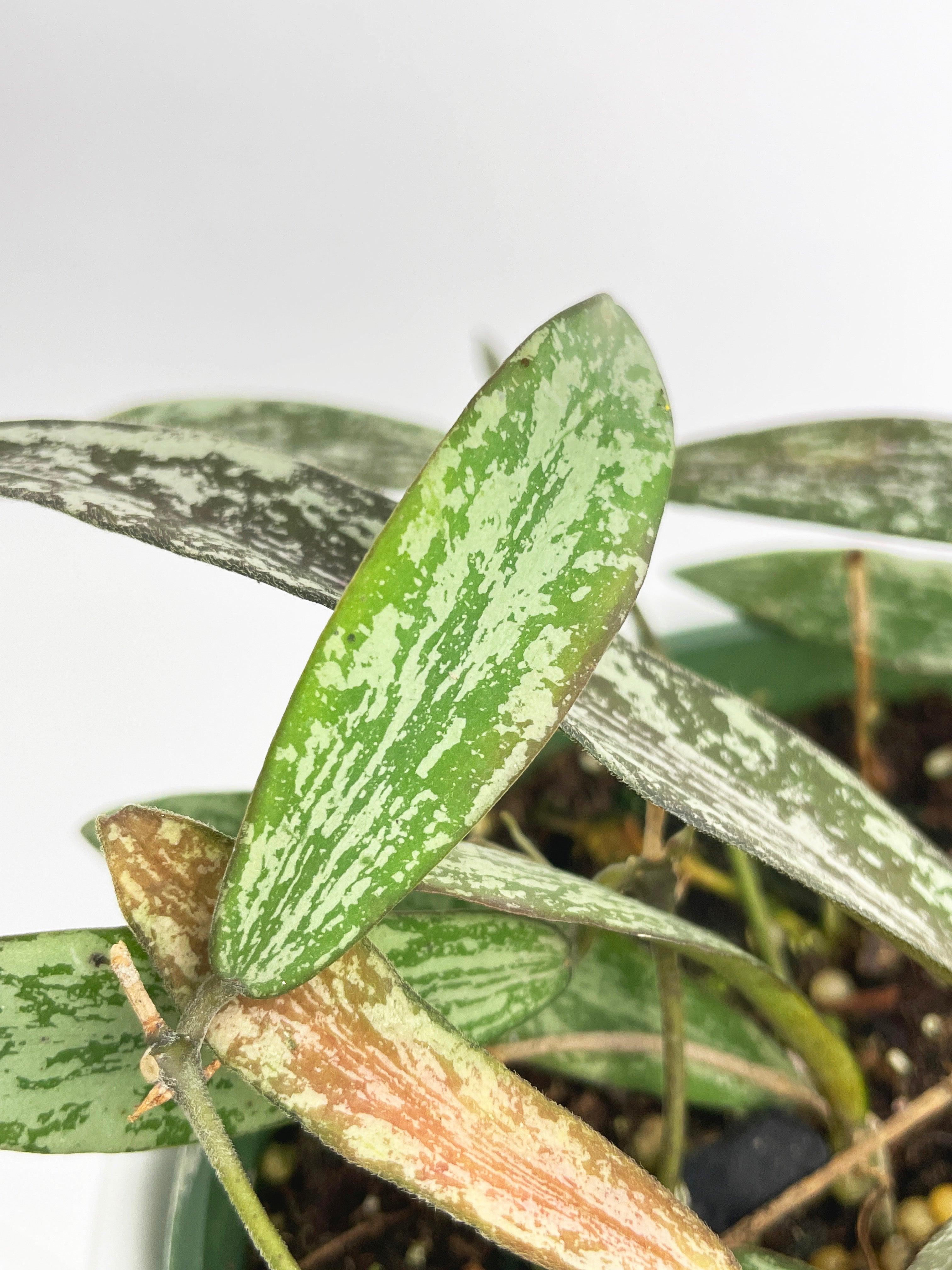 Hoya Sigillatis | Heirloom Boulevard