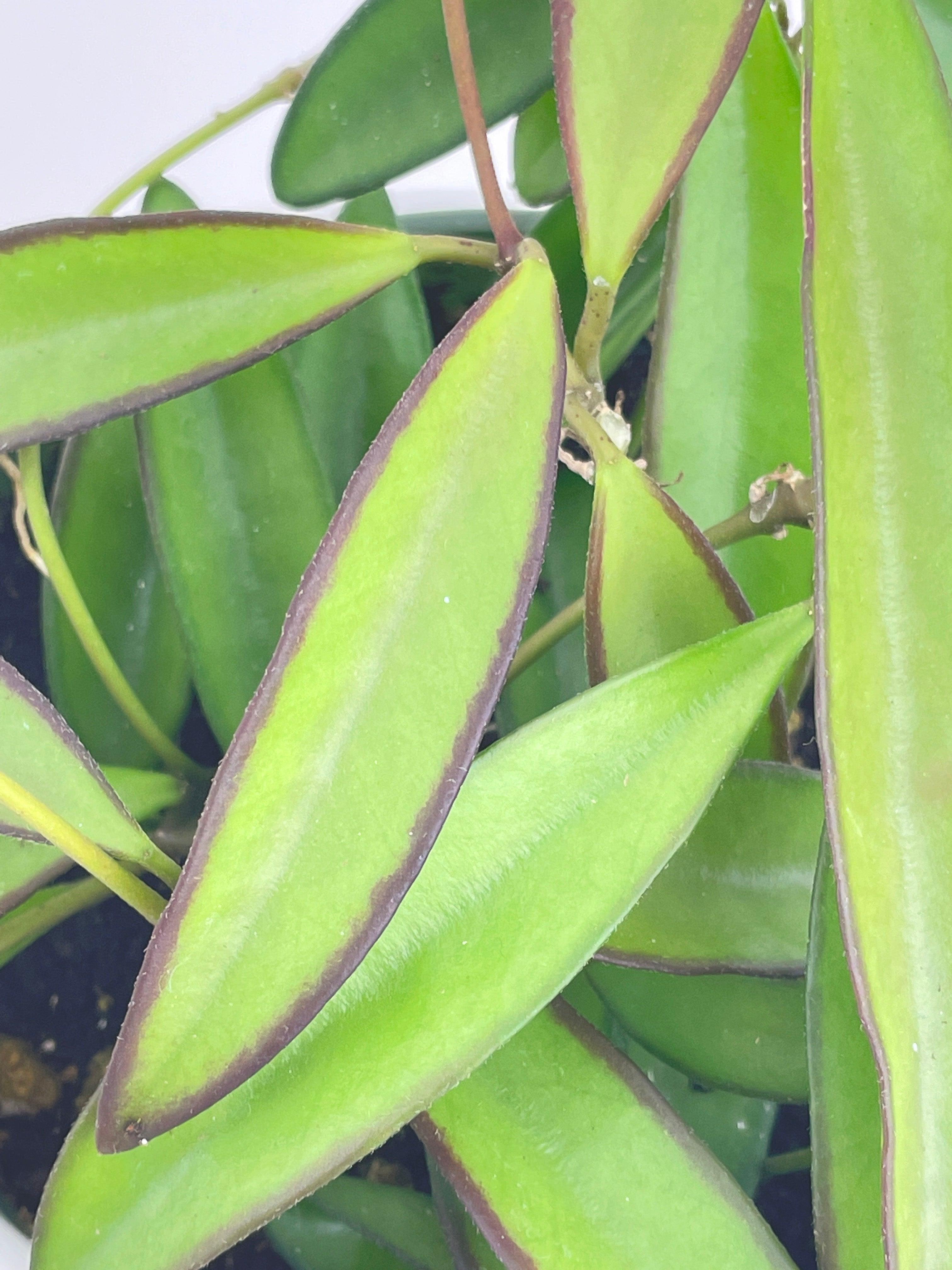 Hoya Wayetii | Heirloom Boulevard