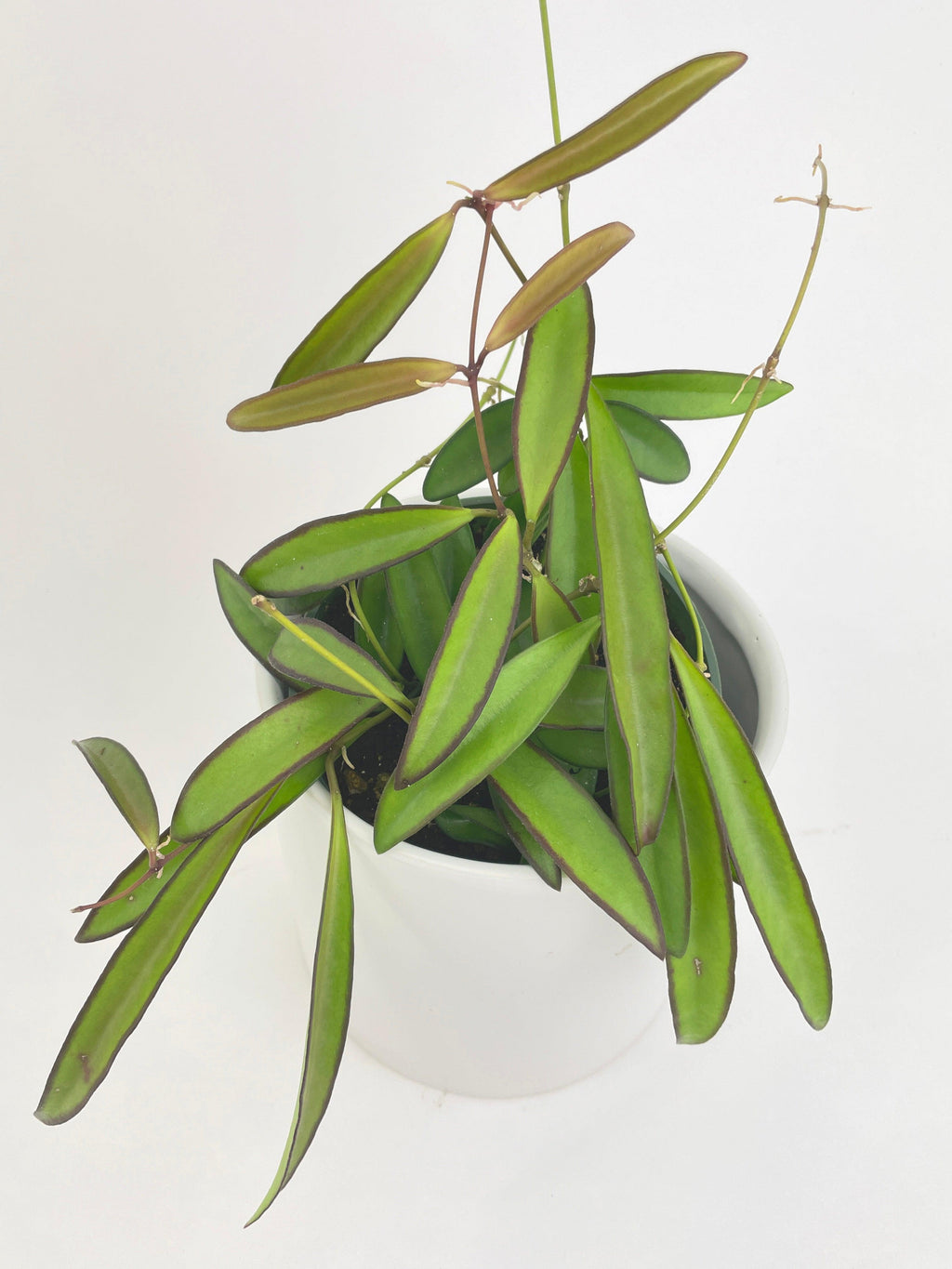 Hoya Wayetii | Heirloom Boulevard