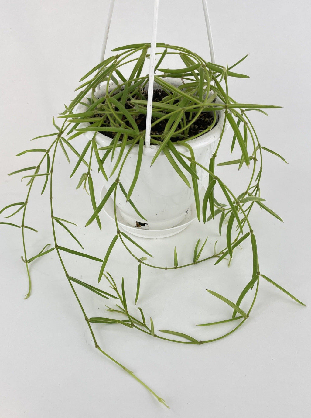 Hoya Linearis | Heirloom Boulevard