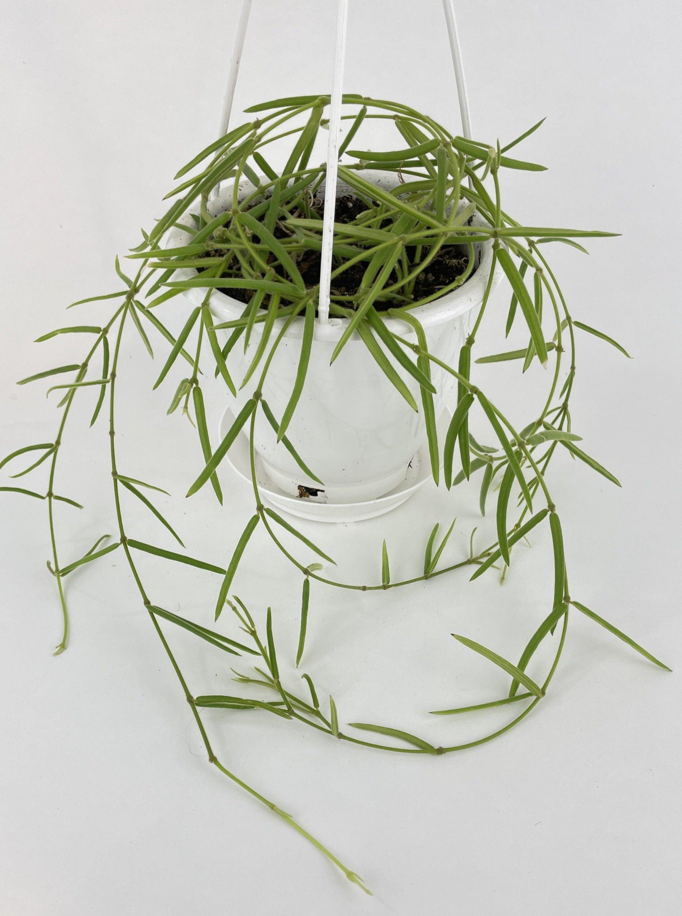 Hoya Linearis | Heirloom Boulevard