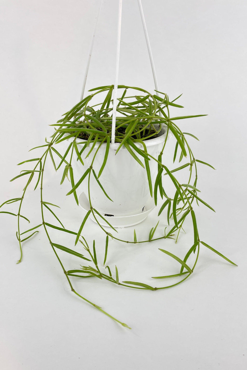 Hoya Linearis | Heirloom Boulevard