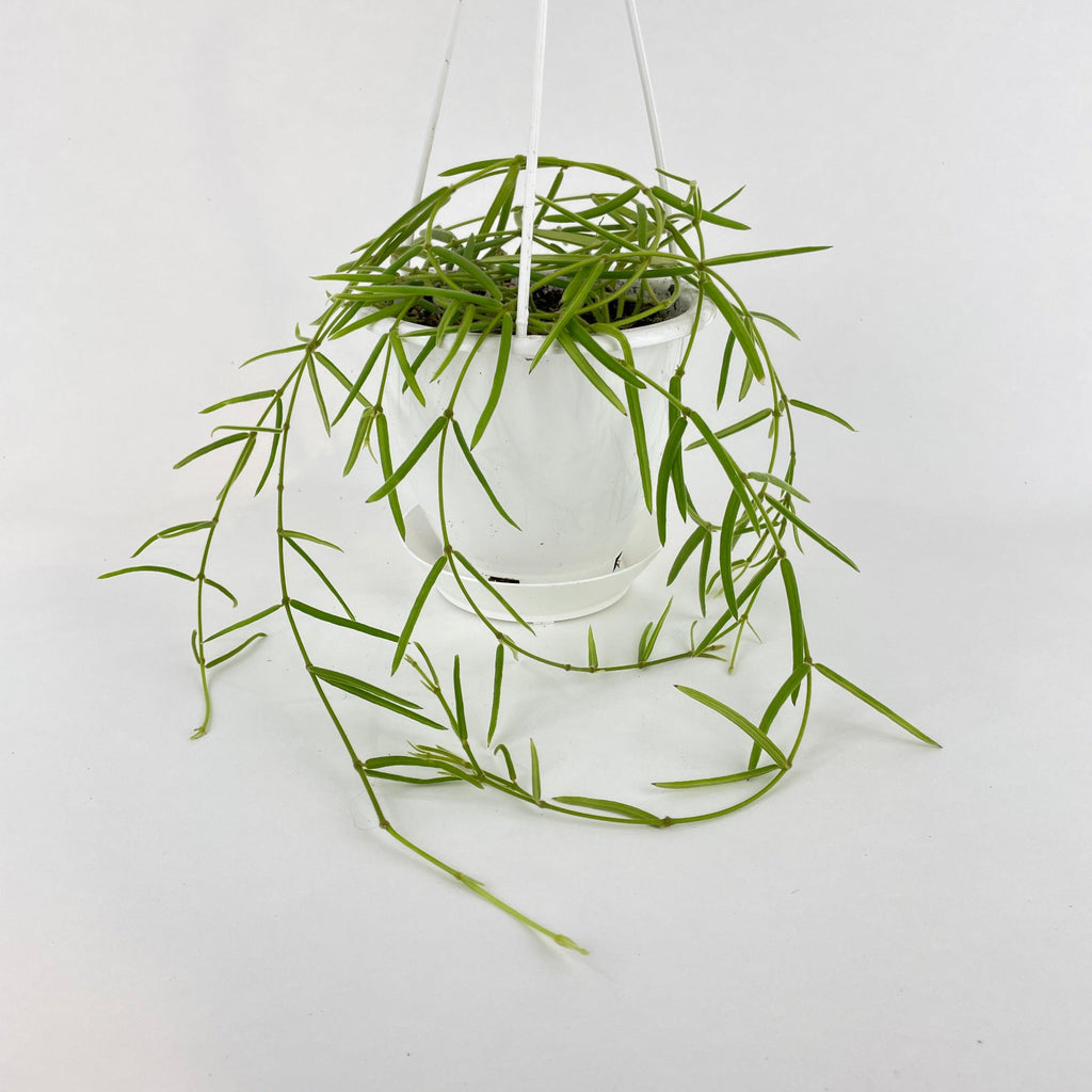 Hoya Linearis 5" Hanging Pot | Heirloom Boulevard