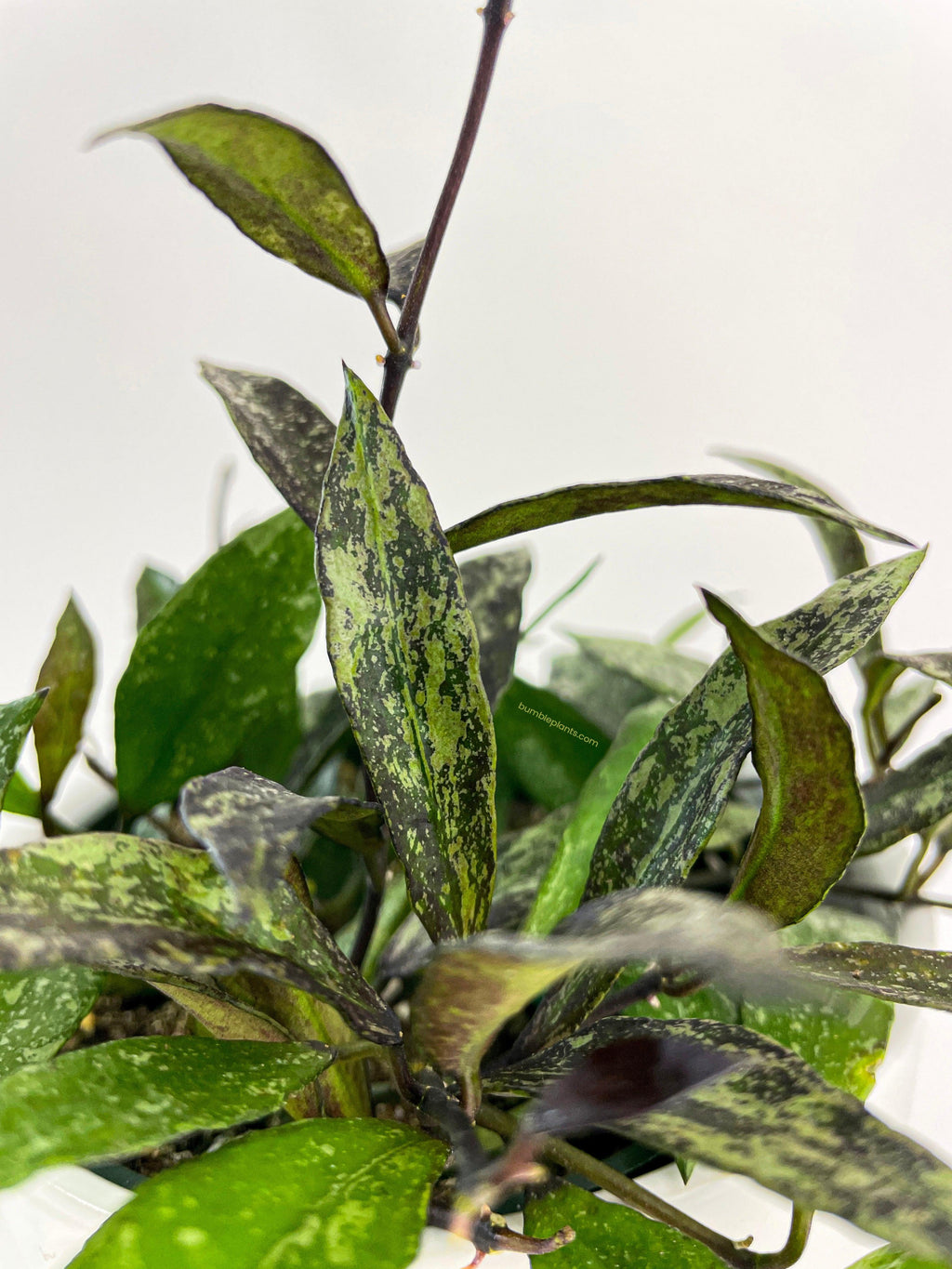 Bumble Plants Hoya Lacunosa 'Royal Flush'