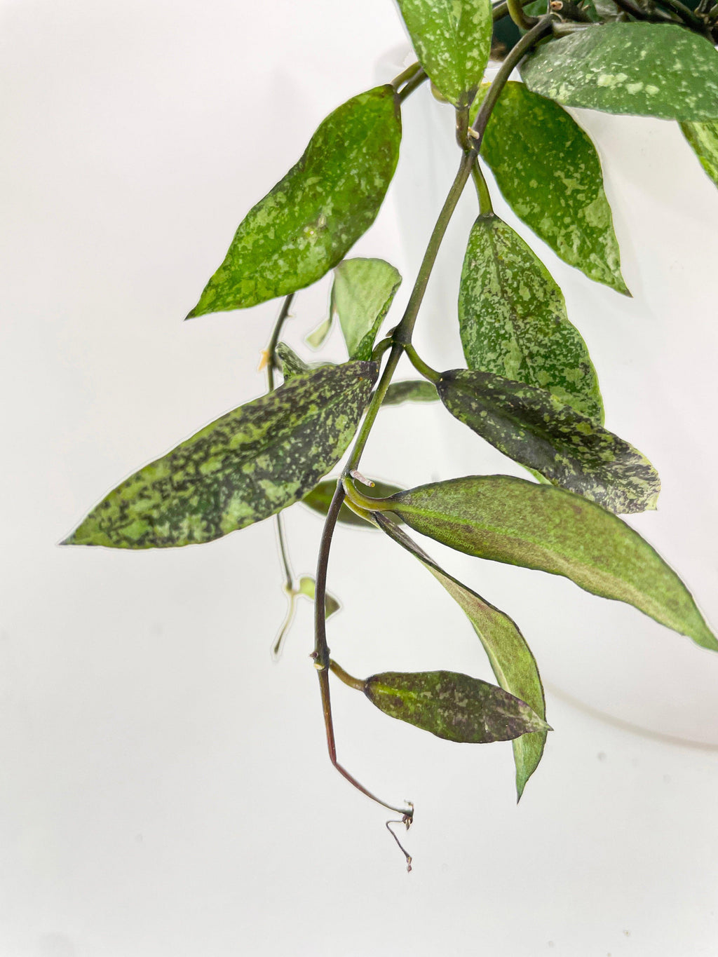 Bumble Plants Hoya Lacunosa 'Royal Flush'