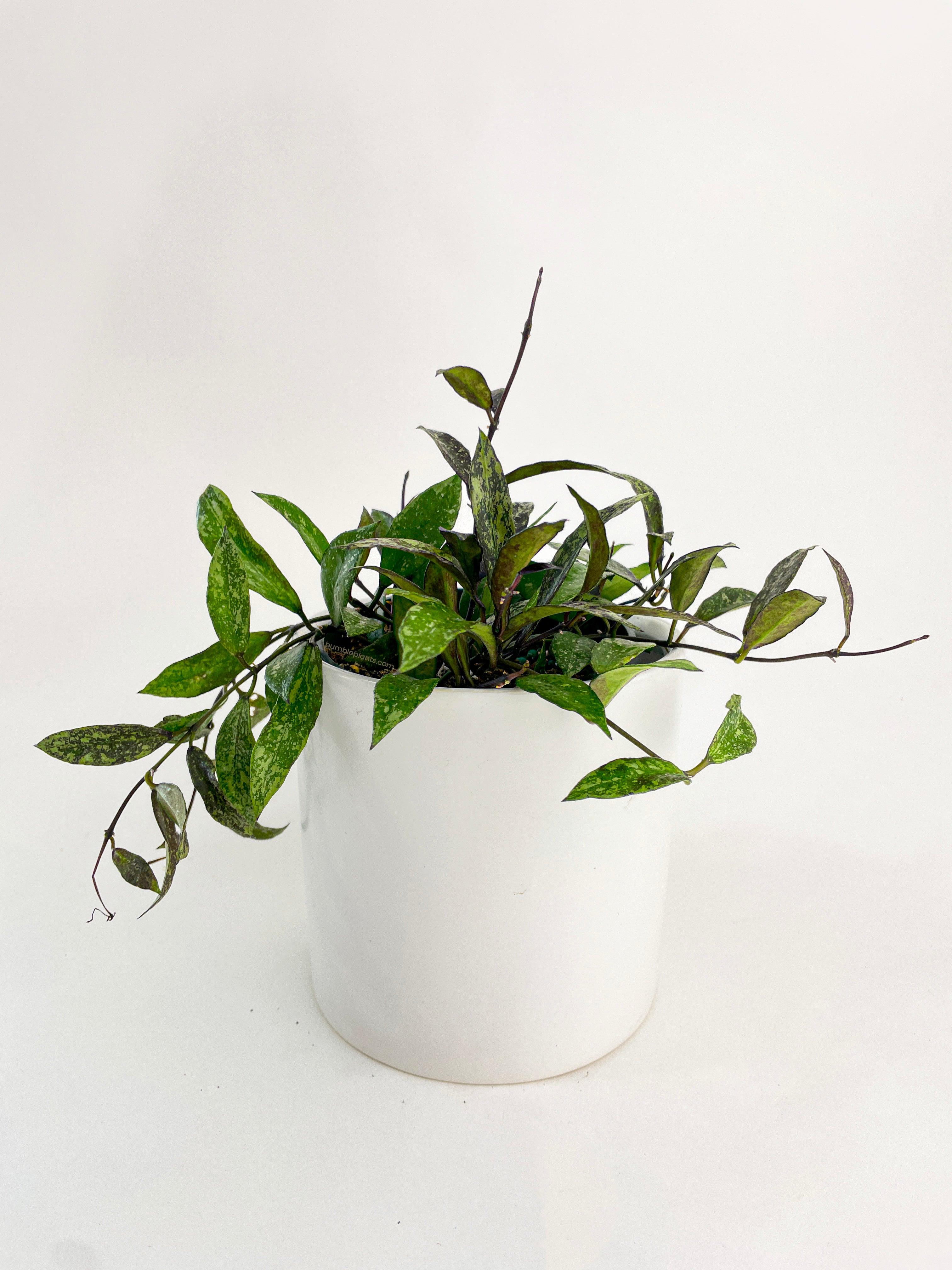 Bumble Plants Hoya Lacunosa 'Royal Flush'