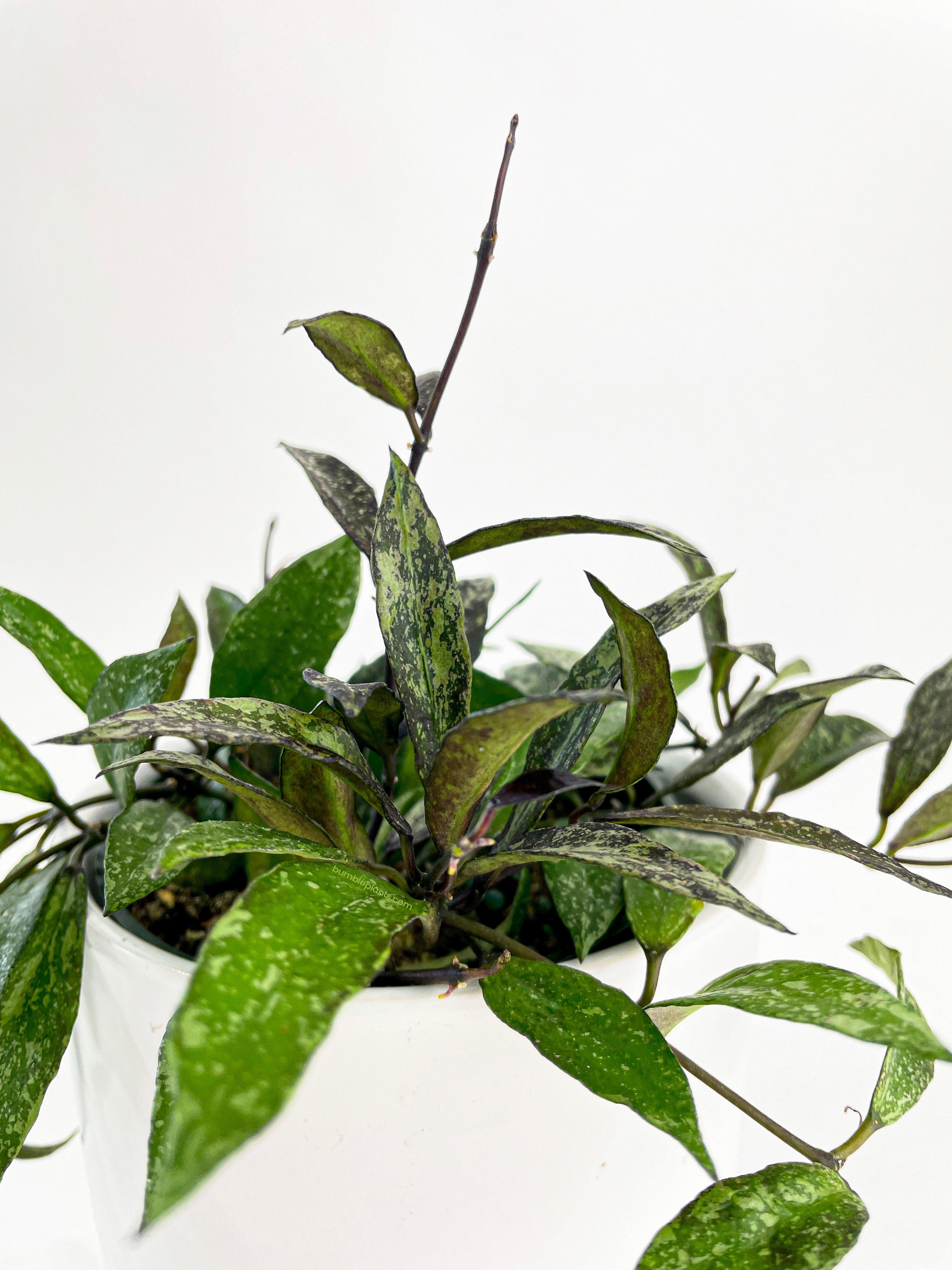 Bumble Plants Hoya Lacunosa 'Royal Flush'