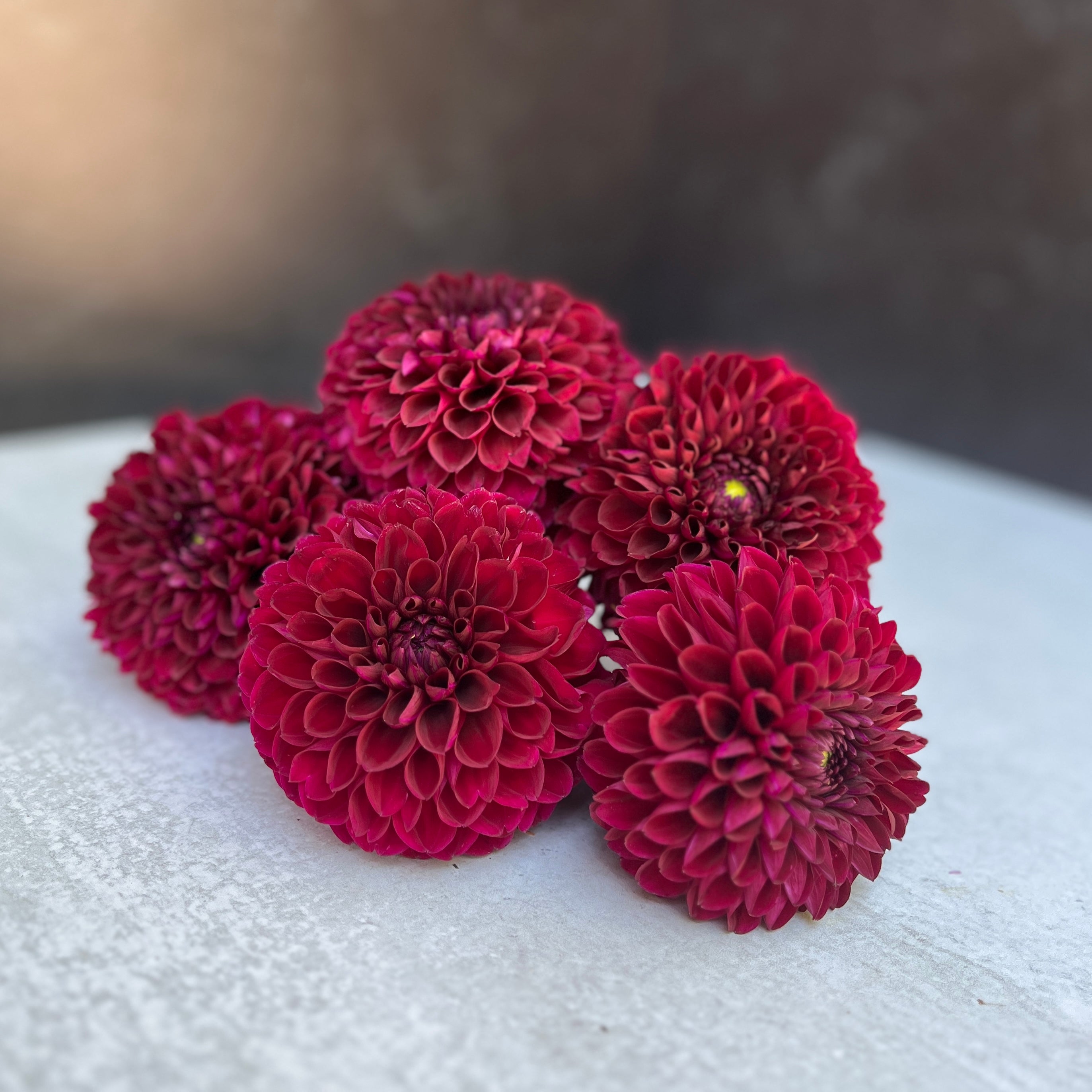 Sunny Meadows Flower Farm Dahlia Tuber Mix-Autumnal Tones-10 Tubers | Heirloom Boulevard