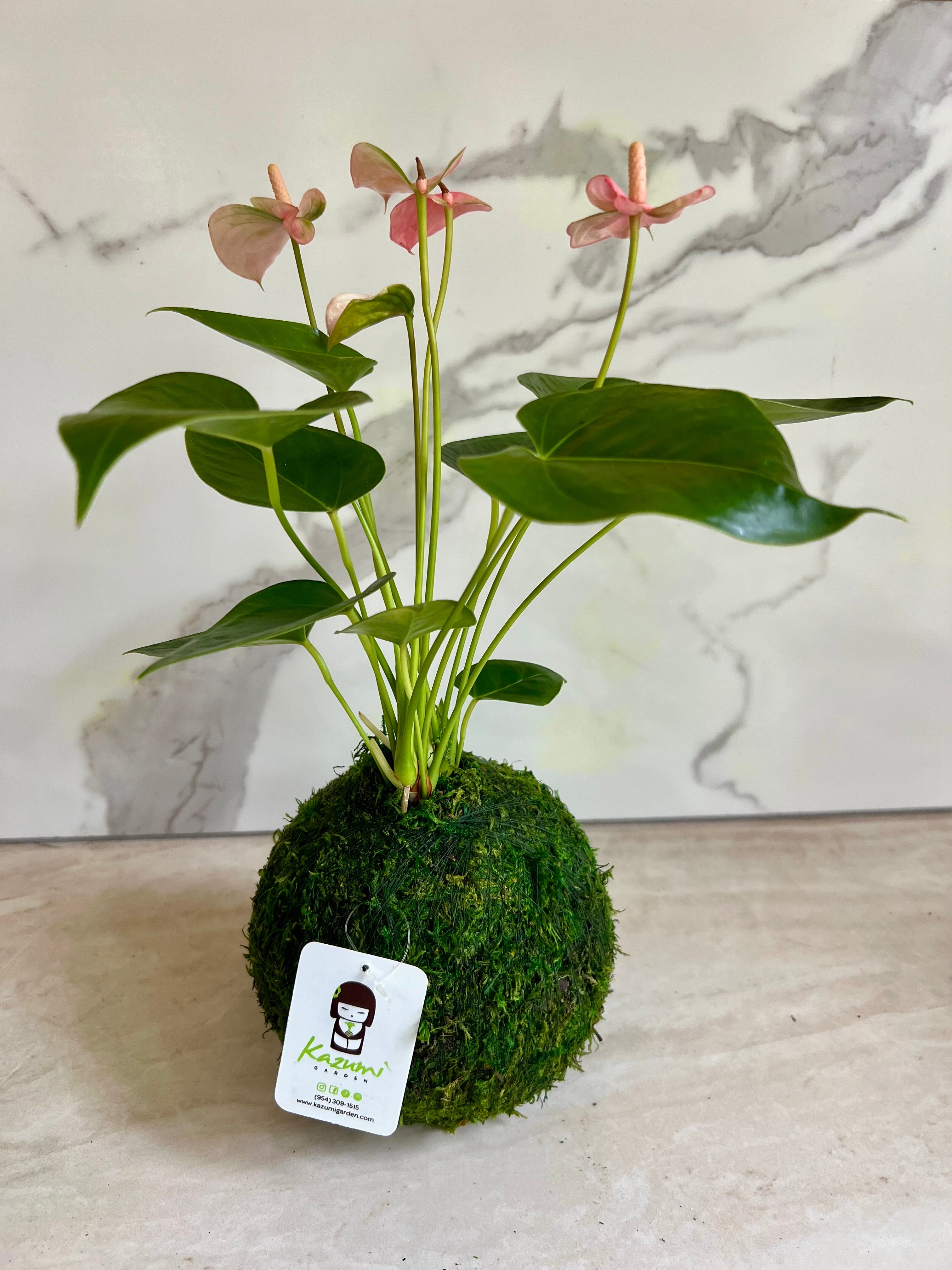 Kazumi Garden Anthurium | Moss Ball Kokedamas Medium Pink | Heirloom Boulevard