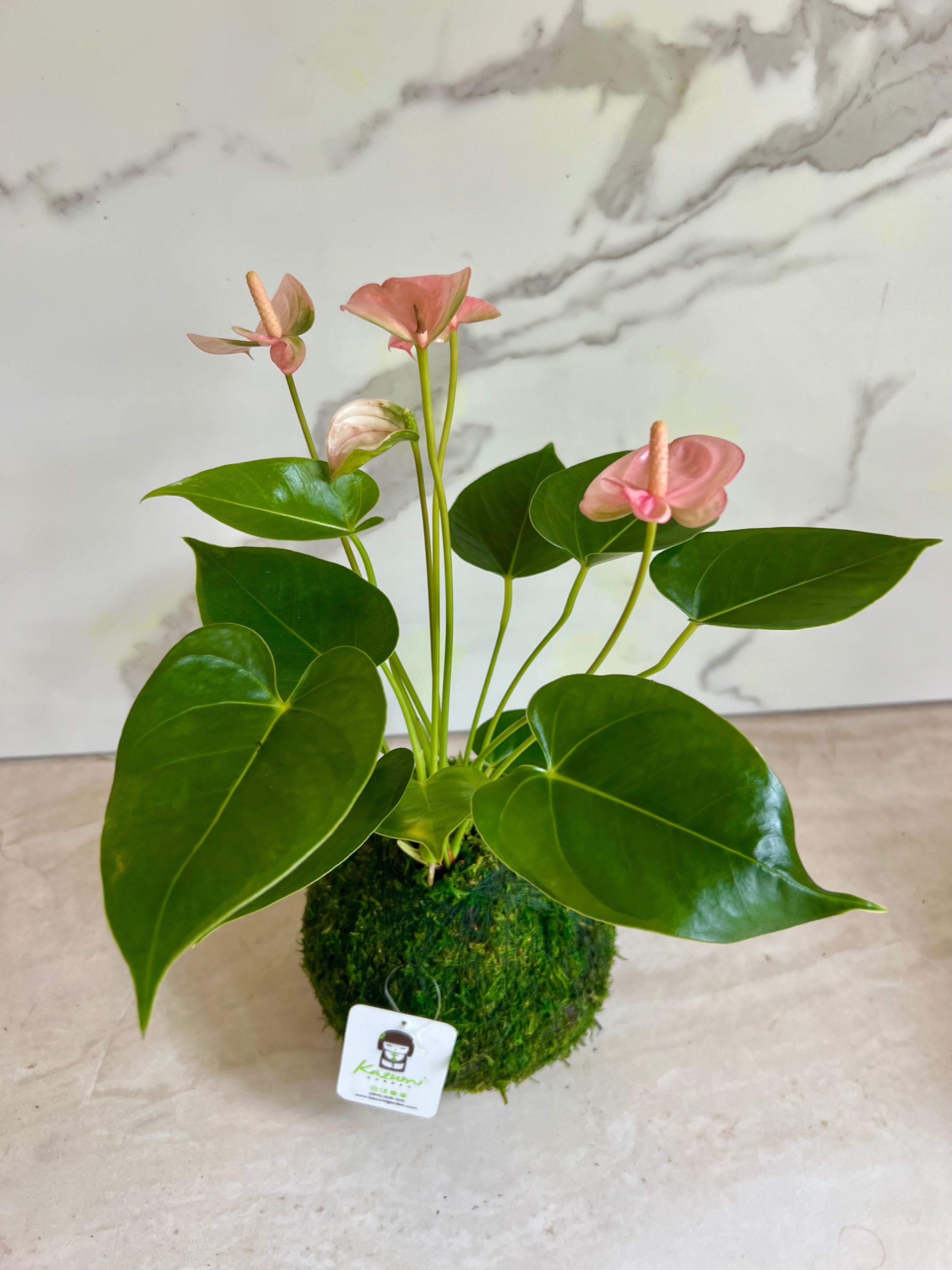 Kazumi Garden Anthurium | Moss Ball Kokedamas | Heirloom Boulevard