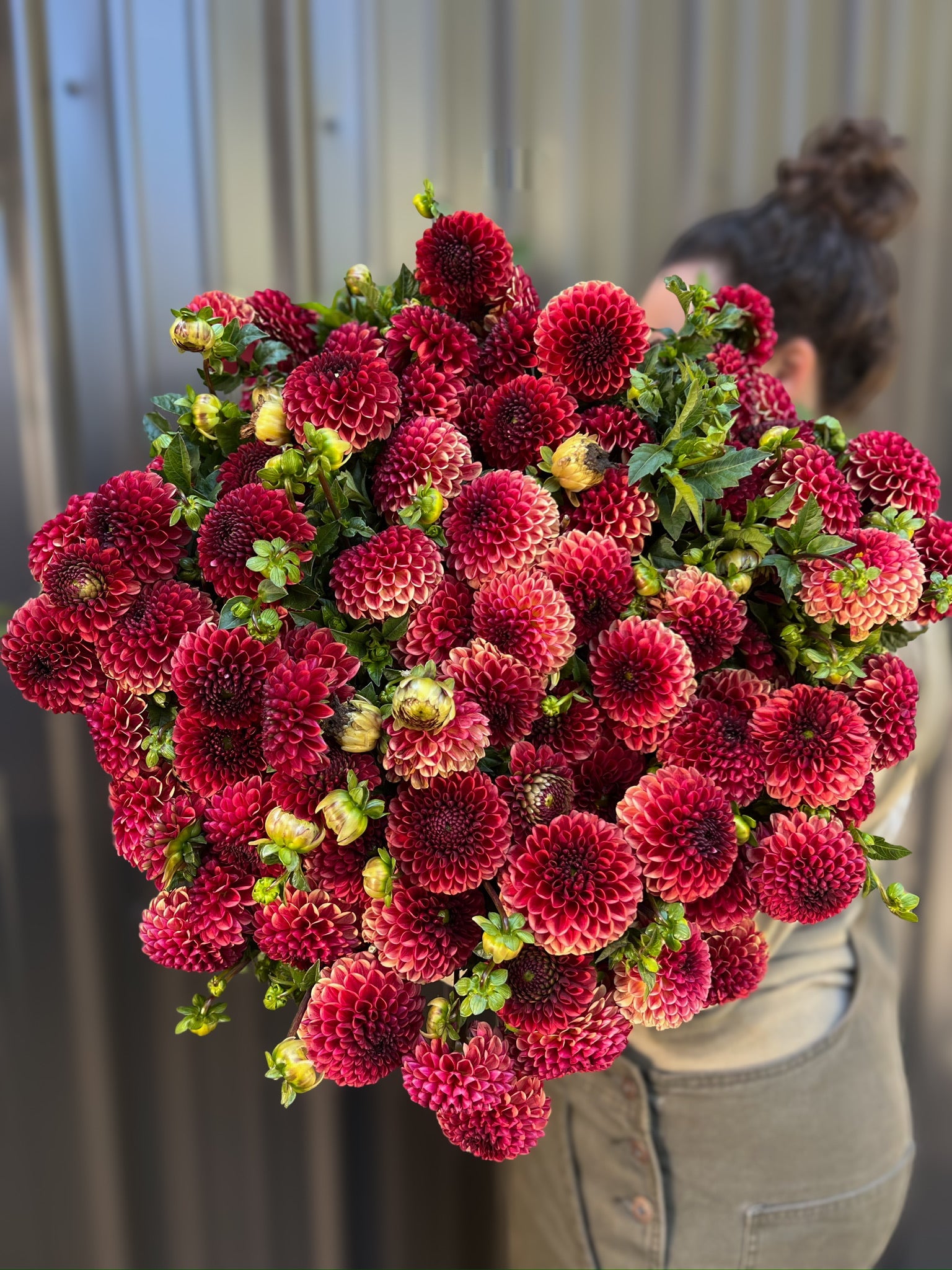 Sunny Meadows Flower Farm Dahlia Tuber Copper Boy | Heirloom Boulevard