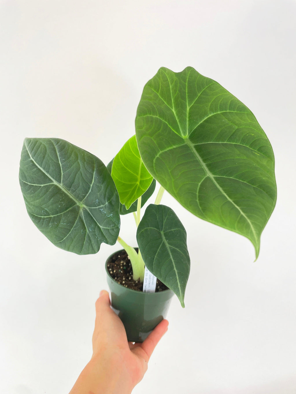 Alocasia Maharani Queen | Heirloom Boulevard