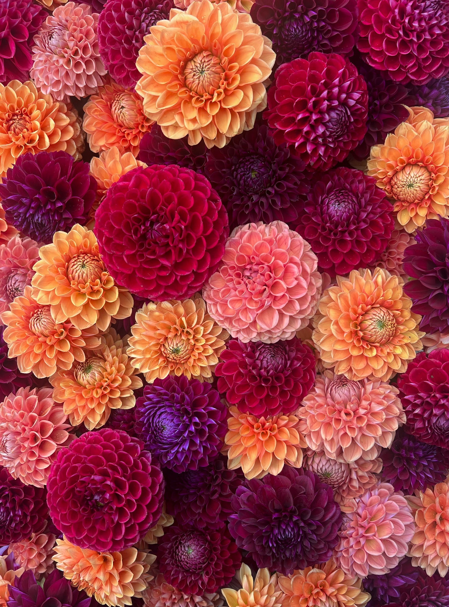 Sunny Meadows Flower Farm Dahlia Tuber Mix-Autumnal Tones-10 Tubers | Heirloom Boulevard