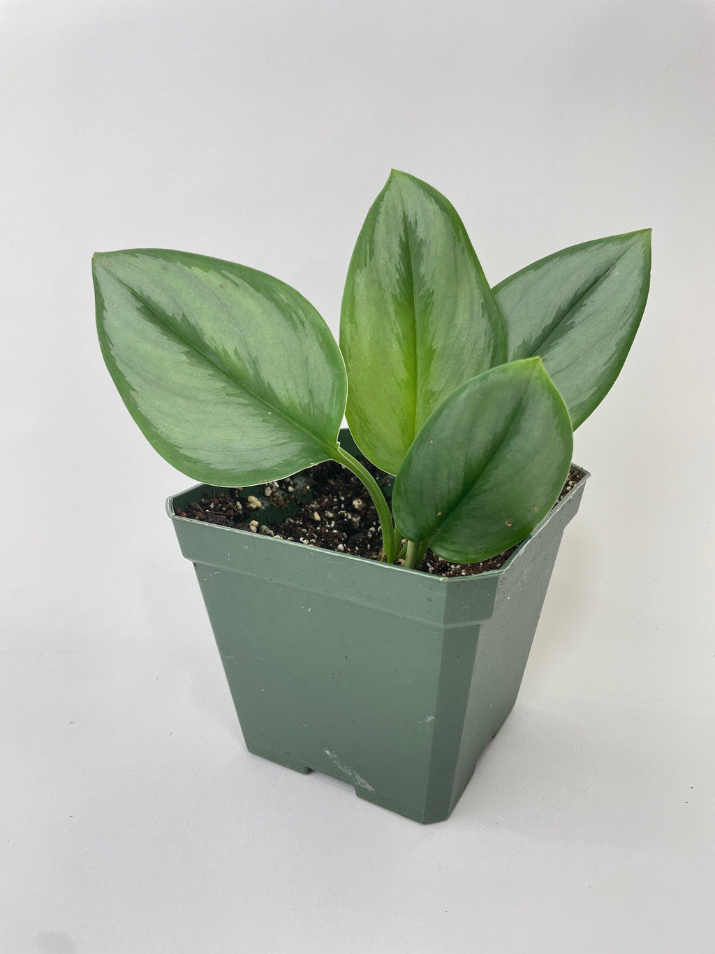 Scindapsus Treubii Moonlight 4" pot | Heirloom Boulevard