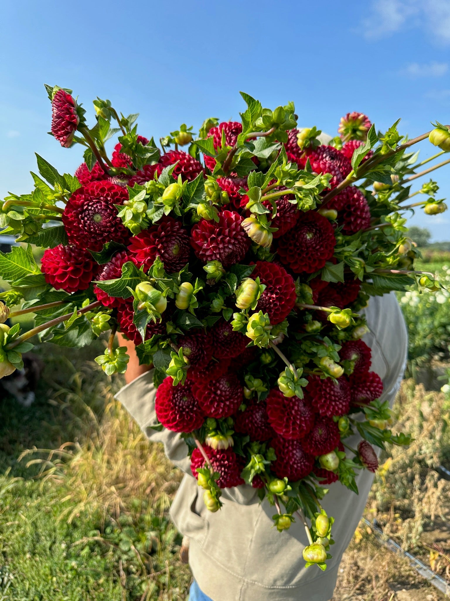 Sunny Meadows Flower Farm Dahlia Tuber Cornel | Heirloom Boulevard