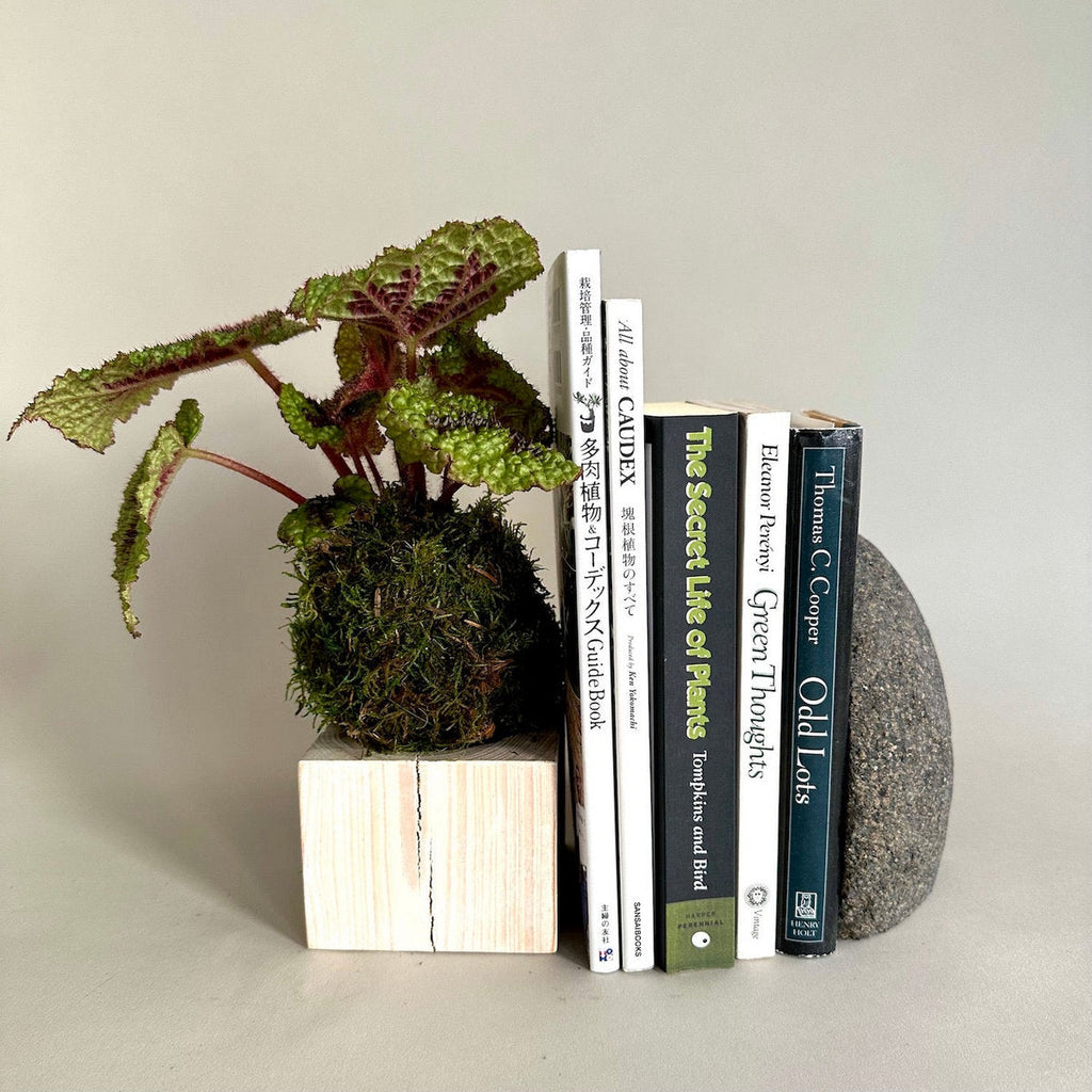 Jikoku Wood Base | Heirloom Boulevard