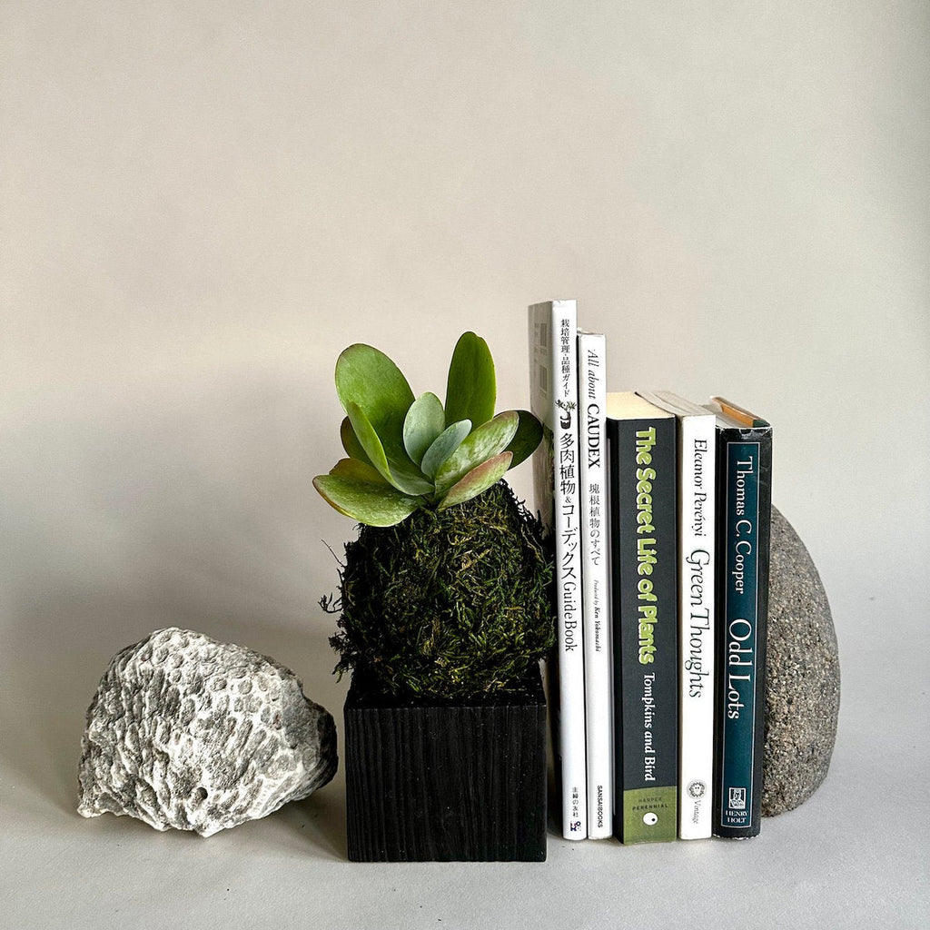 Jikoku Wood Base | Heirloom Boulevard