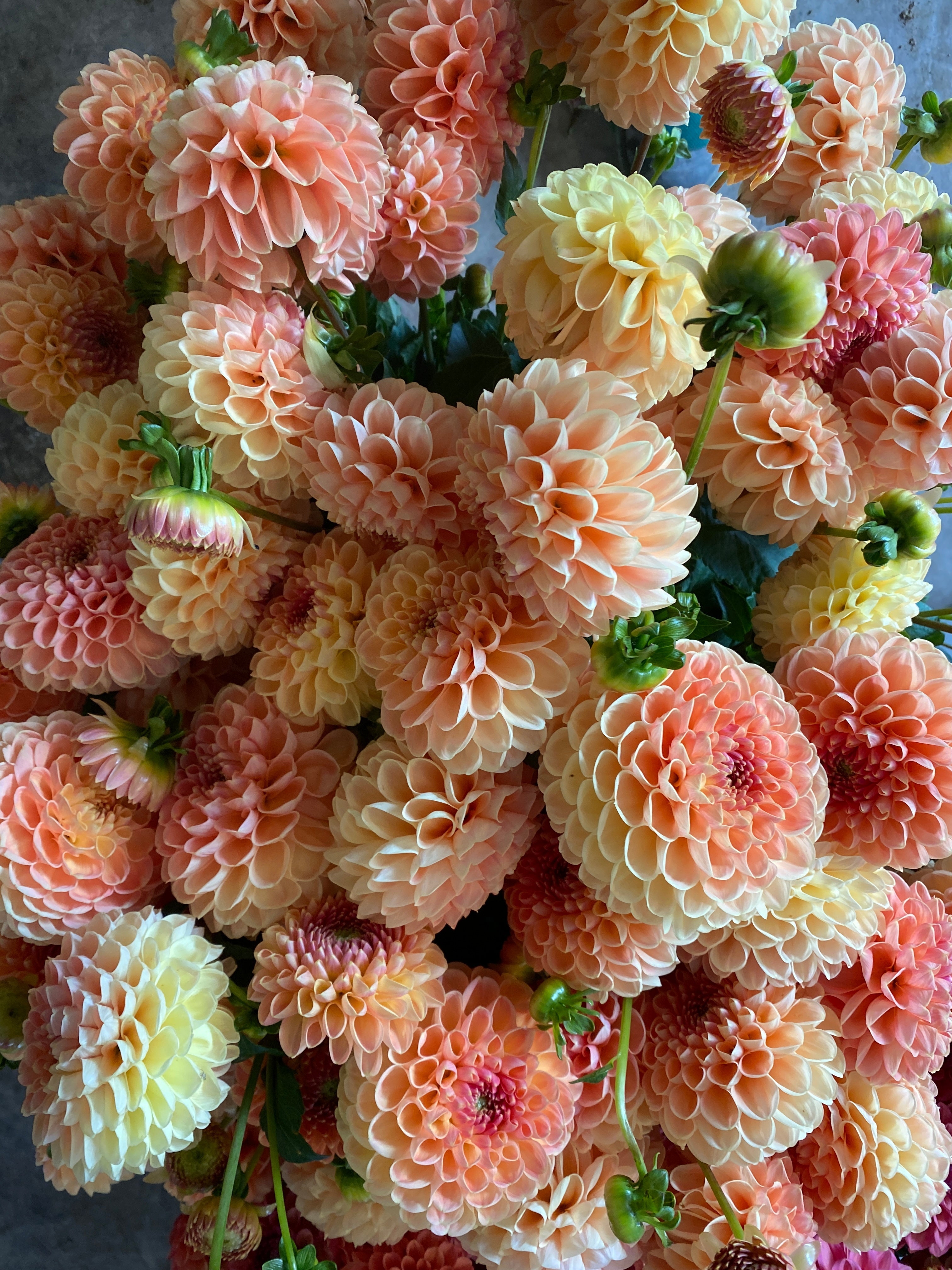 Sunny Meadows Flower Farm Dahlia Tuber Crichton Honey | Heirloom Boulevard