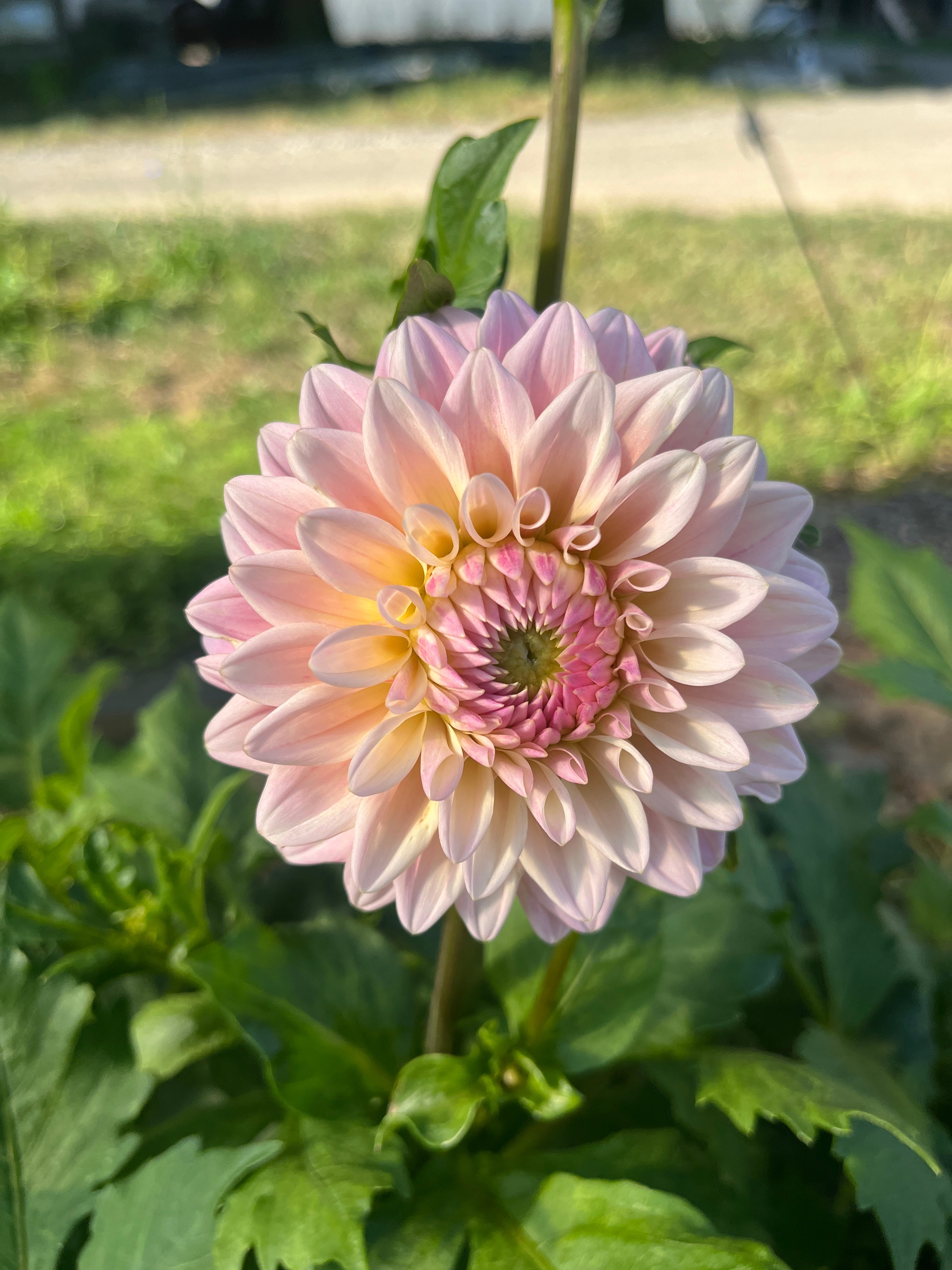 Sunny Meadows Flower Farm Dahlia Tuber Coralie | Heirloom Boulevard