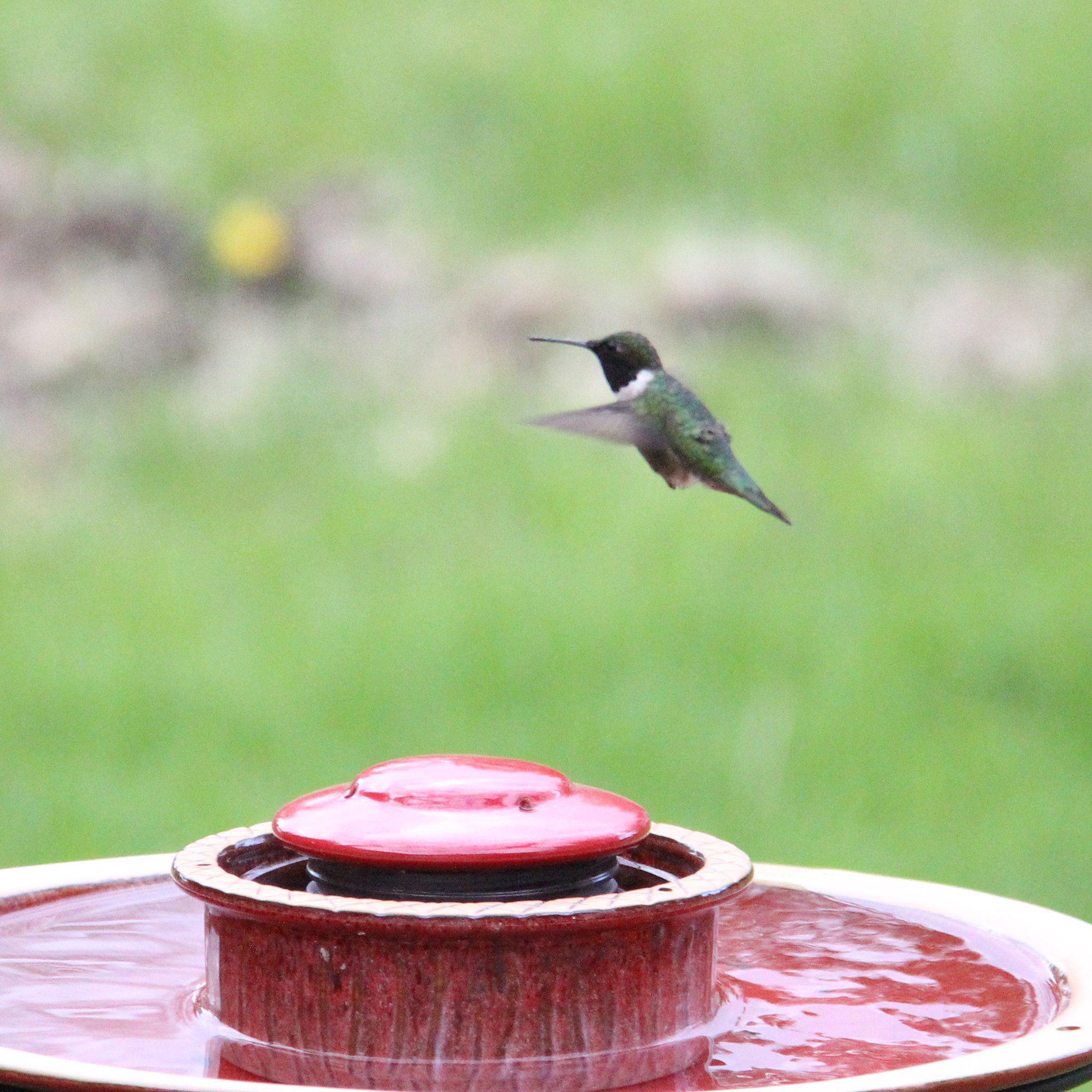 Byer of Maine Alcyon Hummingbird Feeder