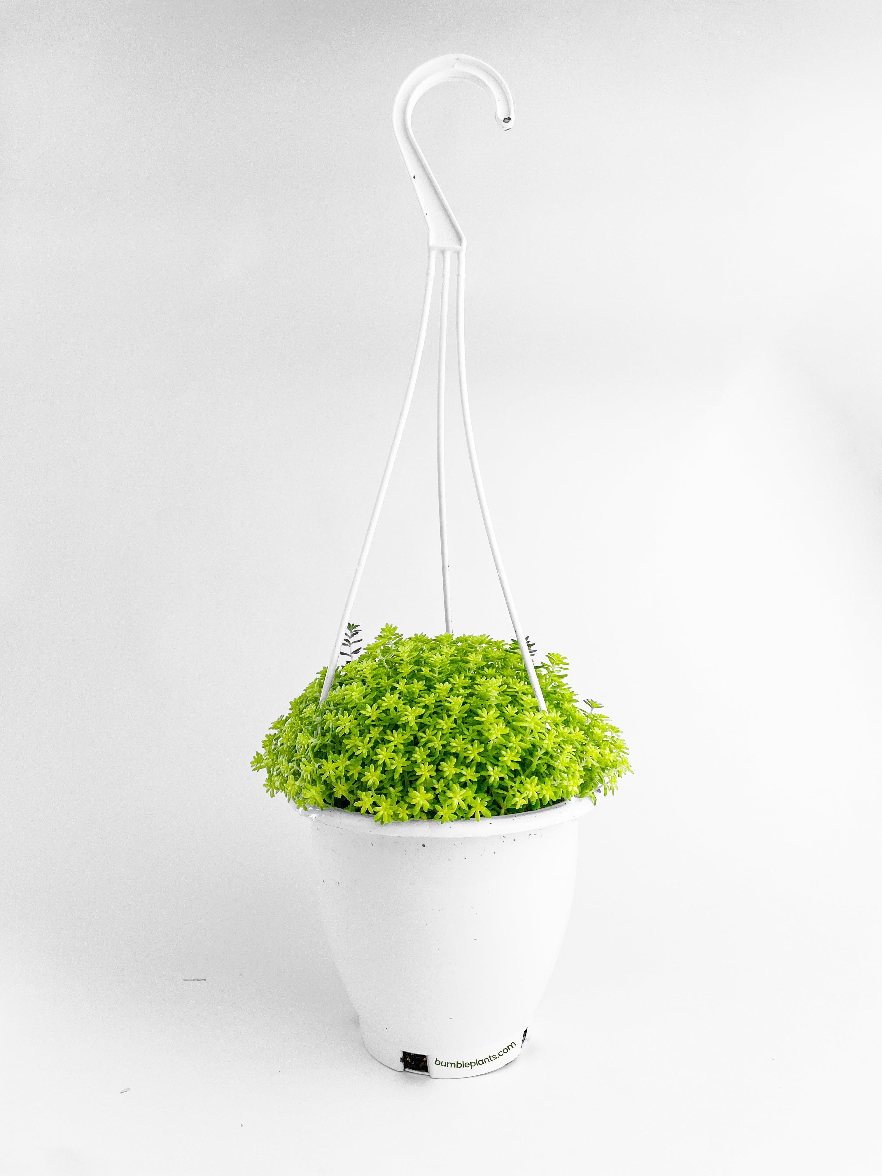 Bumble Plants Sedum Japonicum 'Tokyo Sun' (Tokyo Sun Stonecrop)