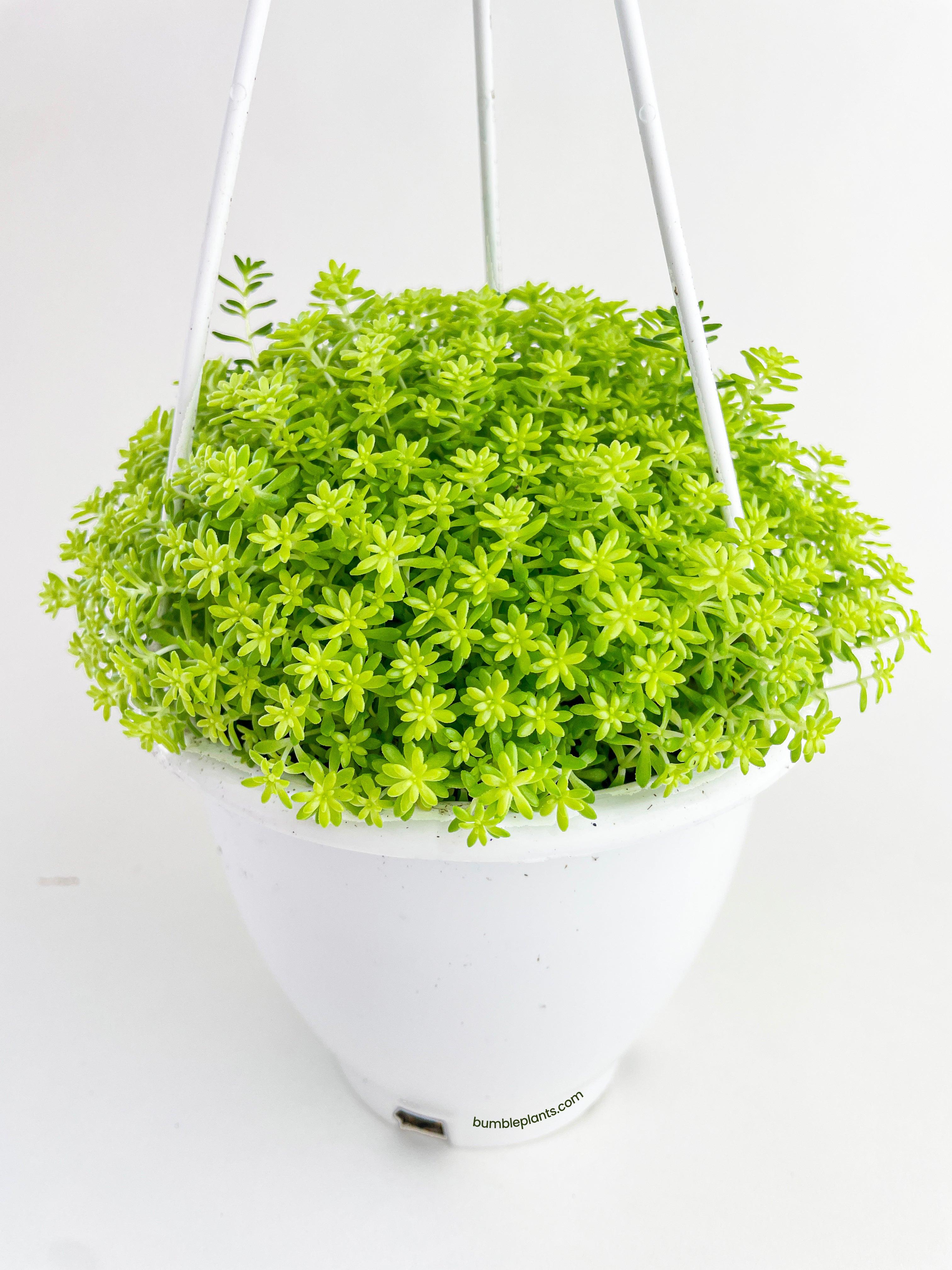 Bumble Plants Sedum Japonicum 'Tokyo Sun' (Tokyo Sun Stonecrop)