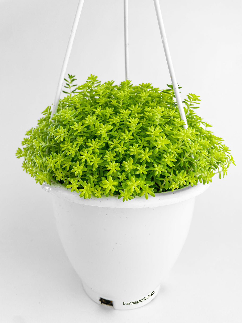 Bumble Plants Sedum Japonicum 'Tokyo Sun' (Tokyo Sun Stonecrop)