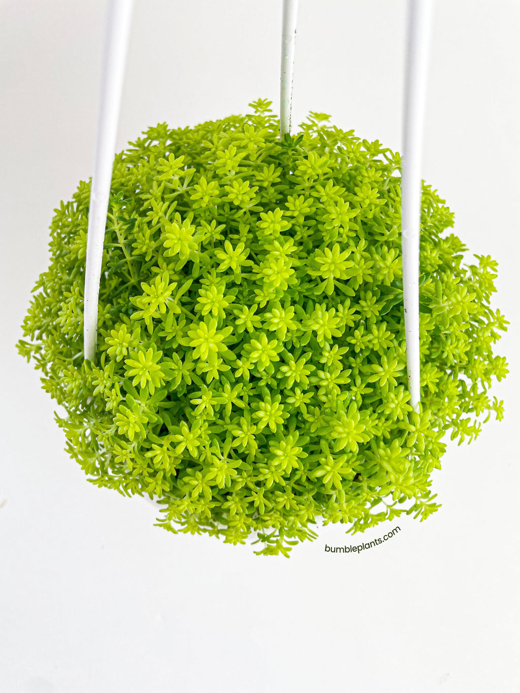 Bumble Plants Sedum Japonicum 'Tokyo Sun' (Tokyo Sun Stonecrop)