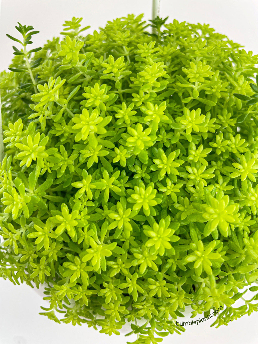 Bumble Plants Sedum Japonicum 'Tokyo Sun' (Tokyo Sun Stonecrop)