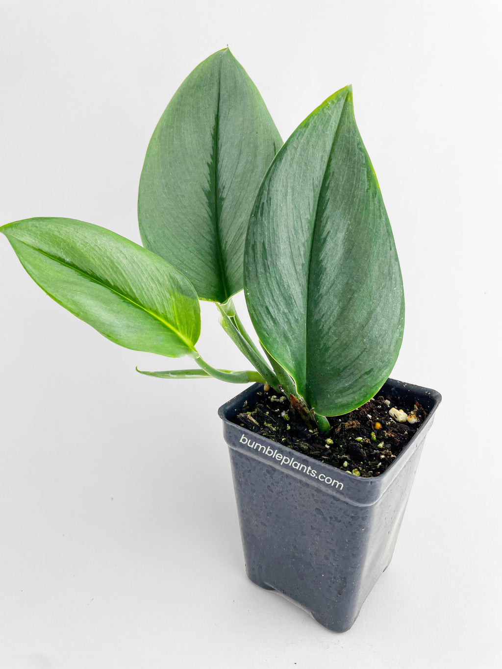 Scindapsus Treubii Moonlight 2.5" pot | Heirloom Boulevard