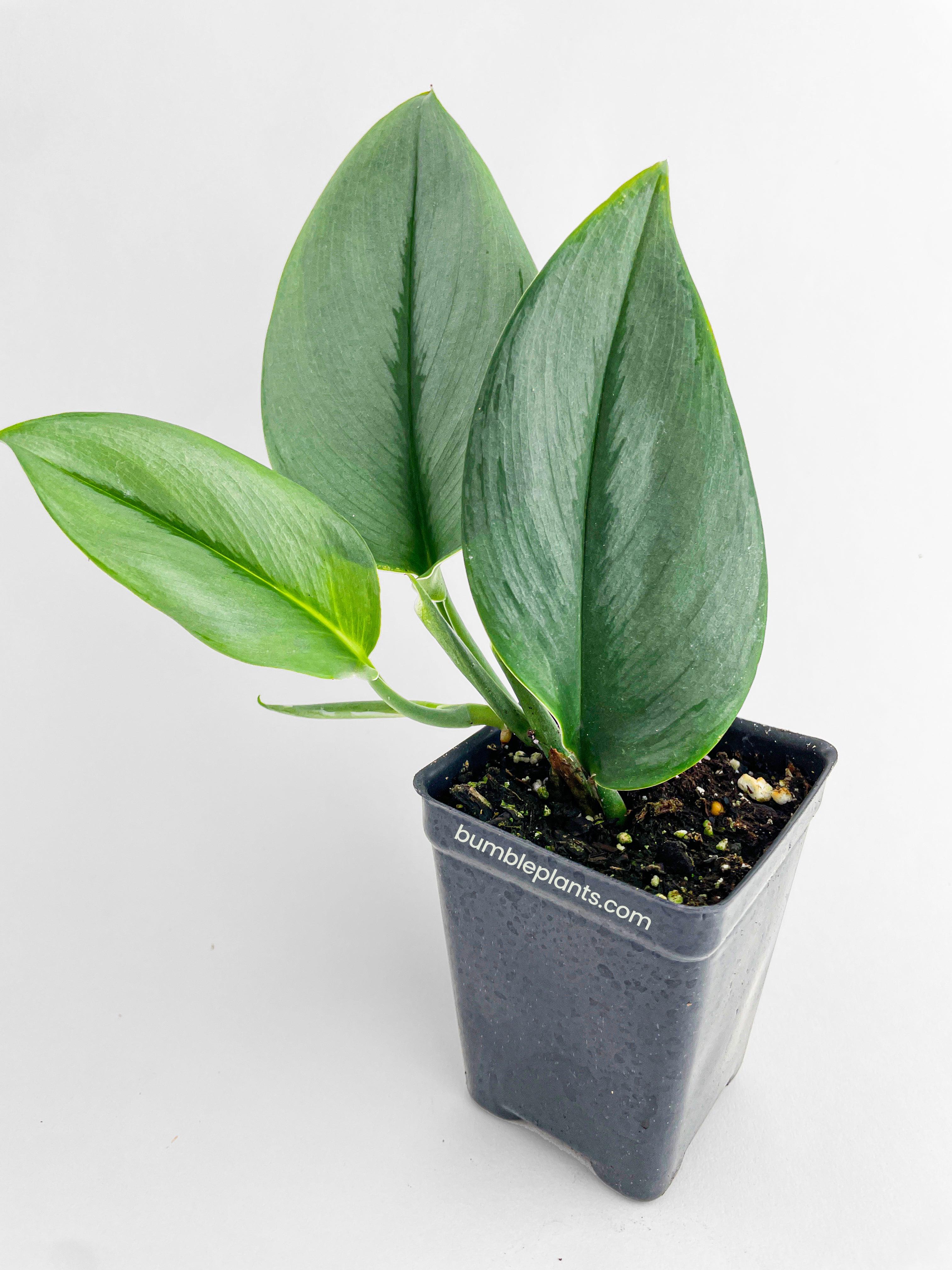Scindapsus Treubii Moonlight 2.5" pot | Heirloom Boulevard