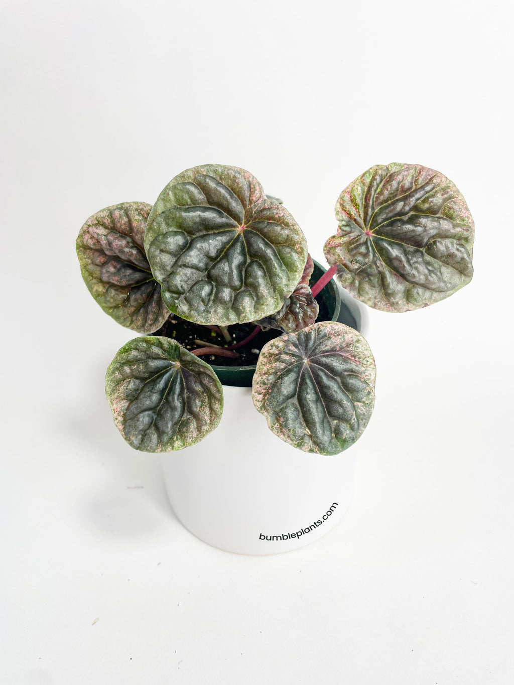 Bumble Plants Peperomia Caperata 'Abricos'