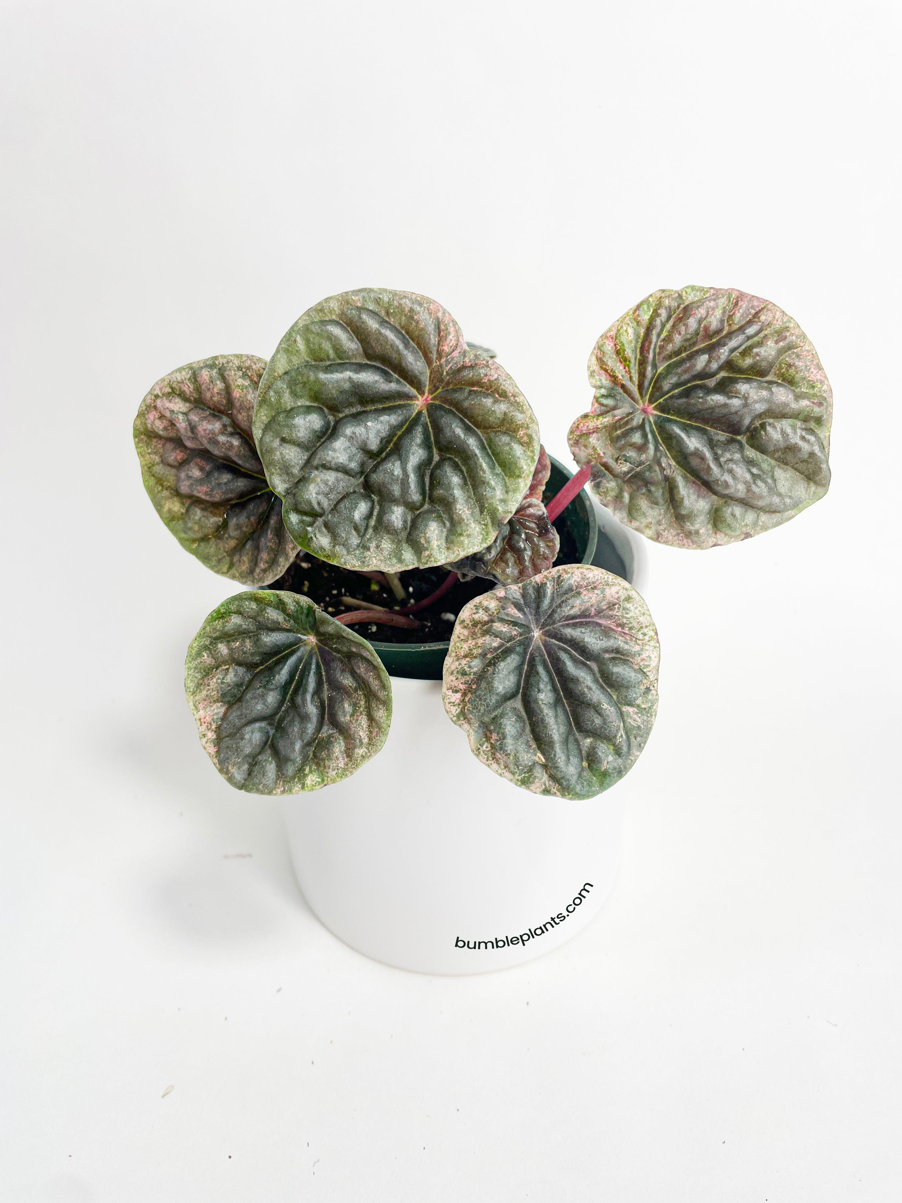 Bumble Plants Peperomia Caperata 'Abricos'