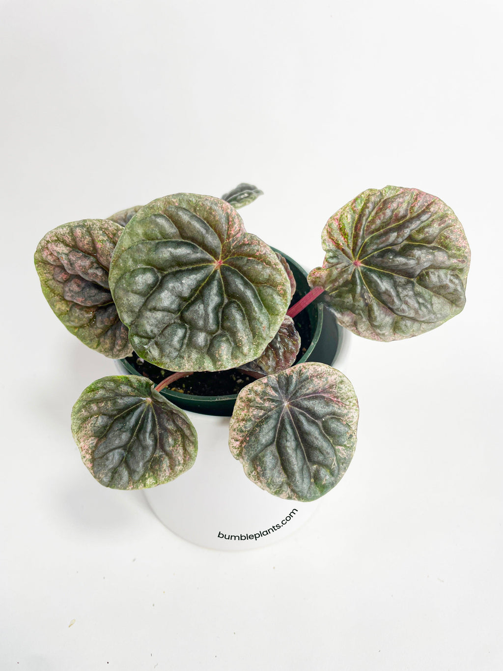 Bumble Plants Peperomia Caperata 'Abricos'
