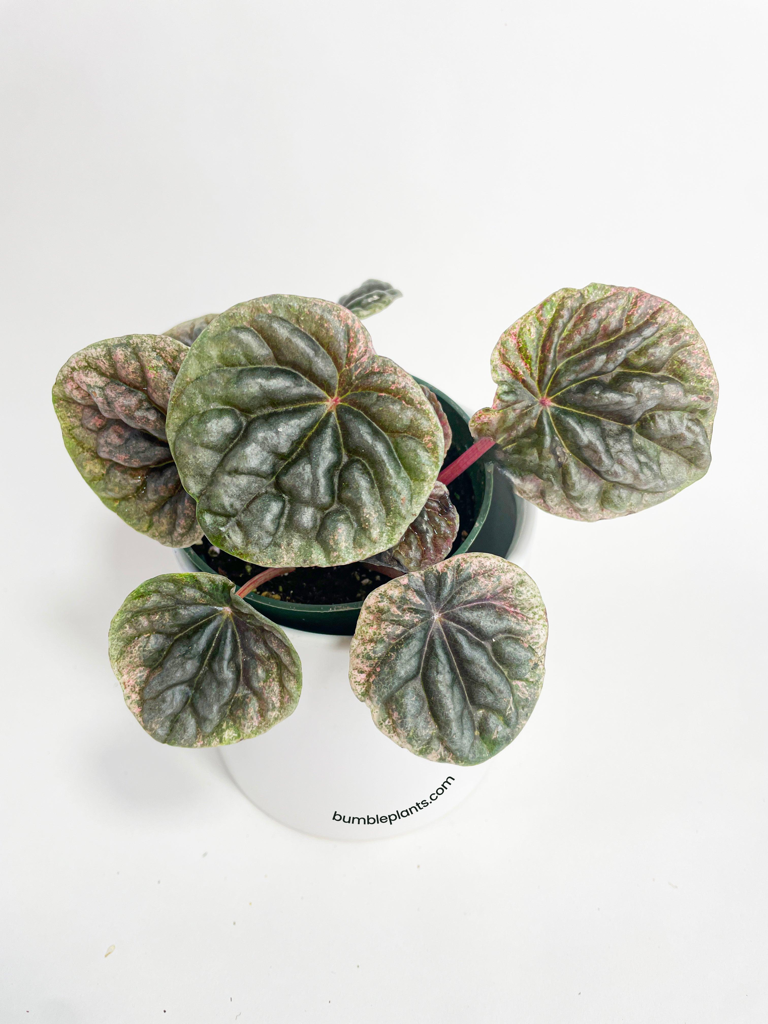 Bumble Plants Peperomia Caperata 'Abricos'
