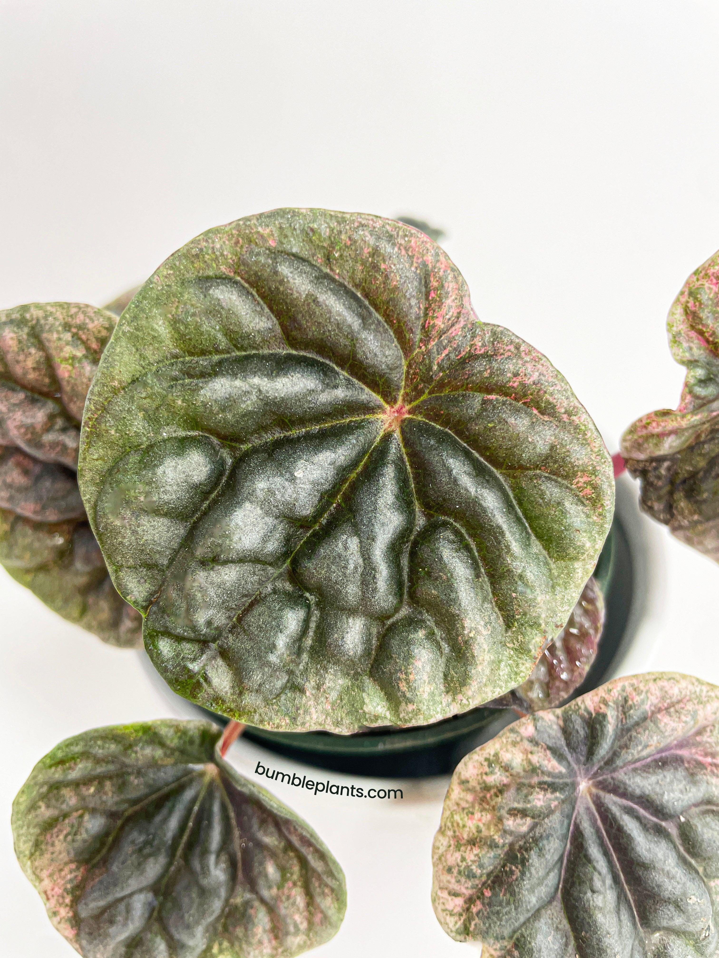 Bumble Plants Peperomia Caperata 'Abricos'