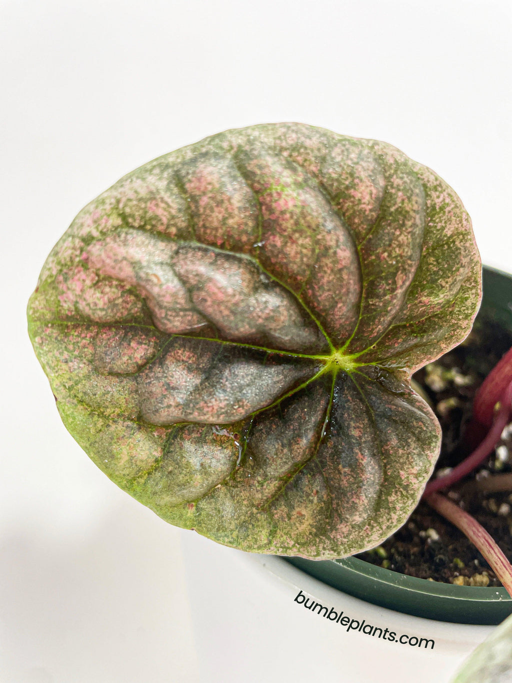 Bumble Plants Peperomia Caperata 'Abricos'