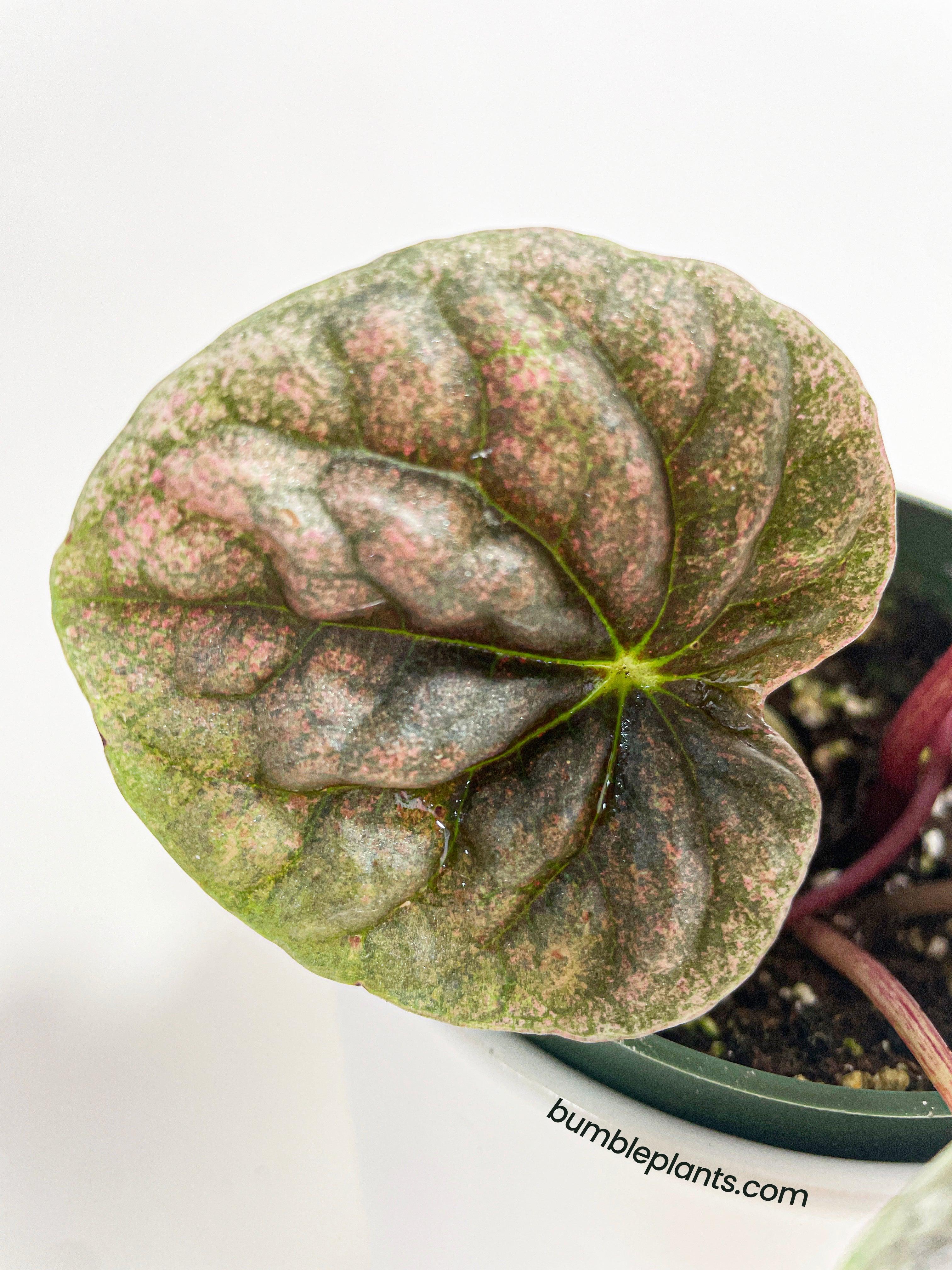 Bumble Plants Peperomia Caperata 'Abricos'