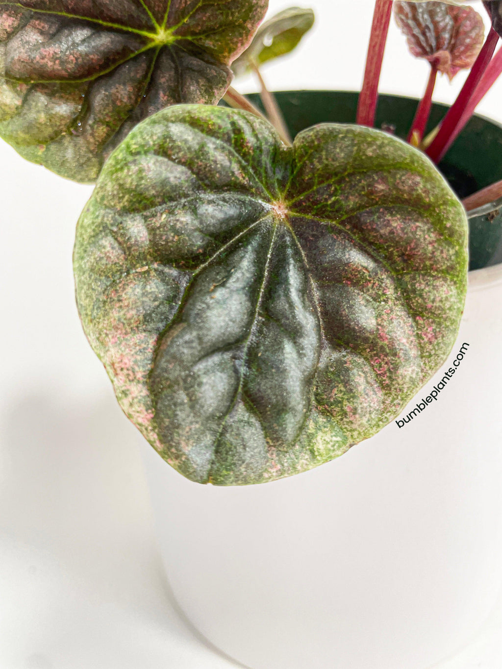 Bumble Plants Peperomia Caperata 'Abricos'
