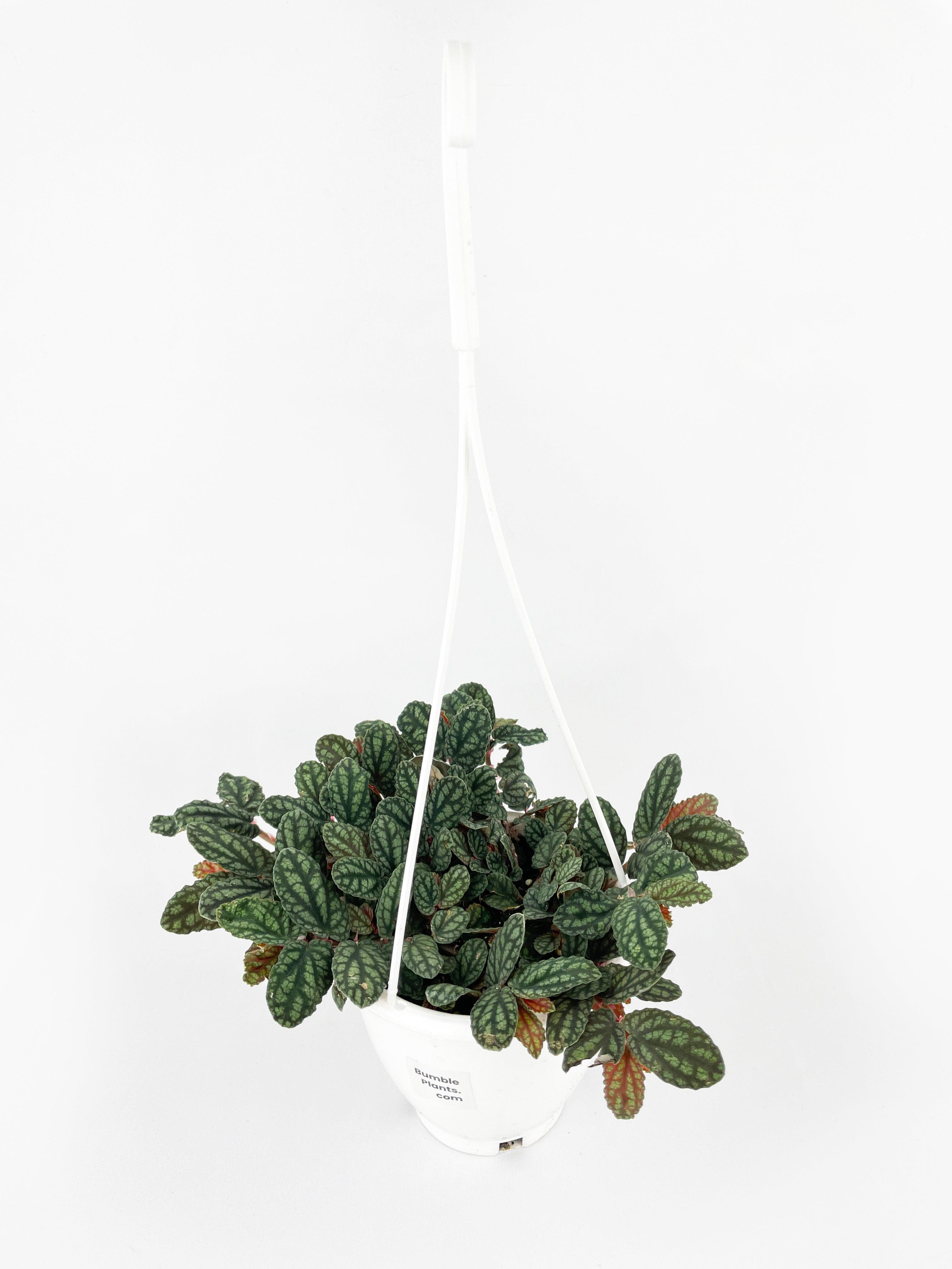 Watermelon Begonia (Pellionia Pulchra) | Heirloom Boulevard