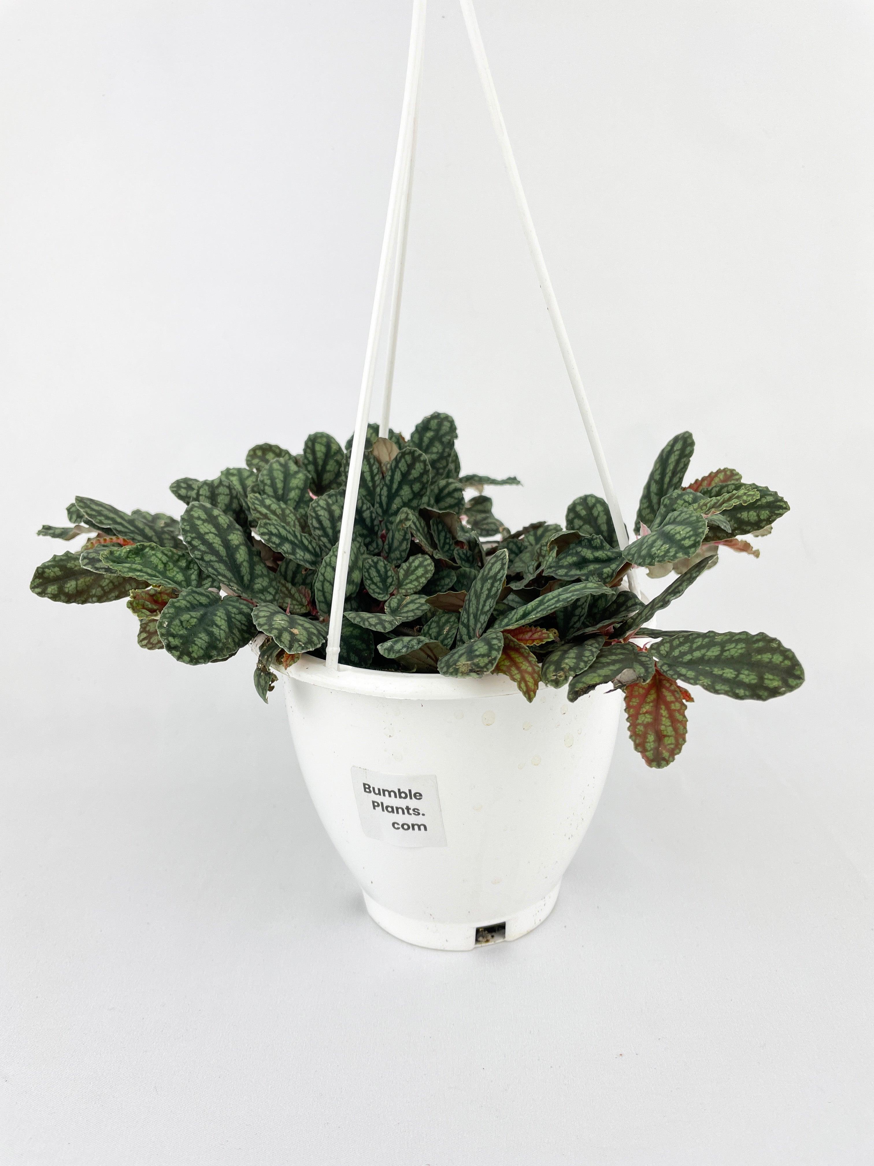 Watermelon Begonia (Pellionia Pulchra) | Heirloom Boulevard