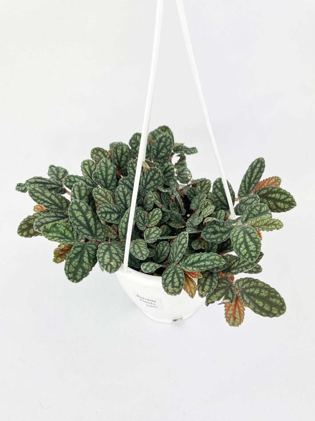 Watermelon Begonia (Pellionia Pulchra) | Heirloom Boulevard