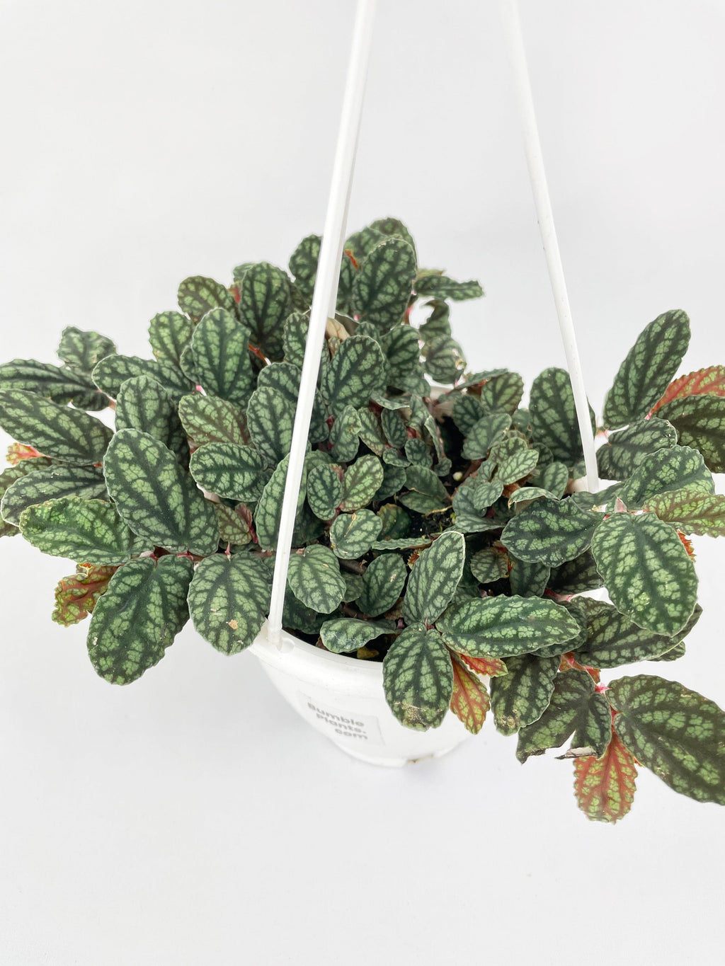 Watermelon Begonia (Pellionia Pulchra) | Heirloom Boulevard