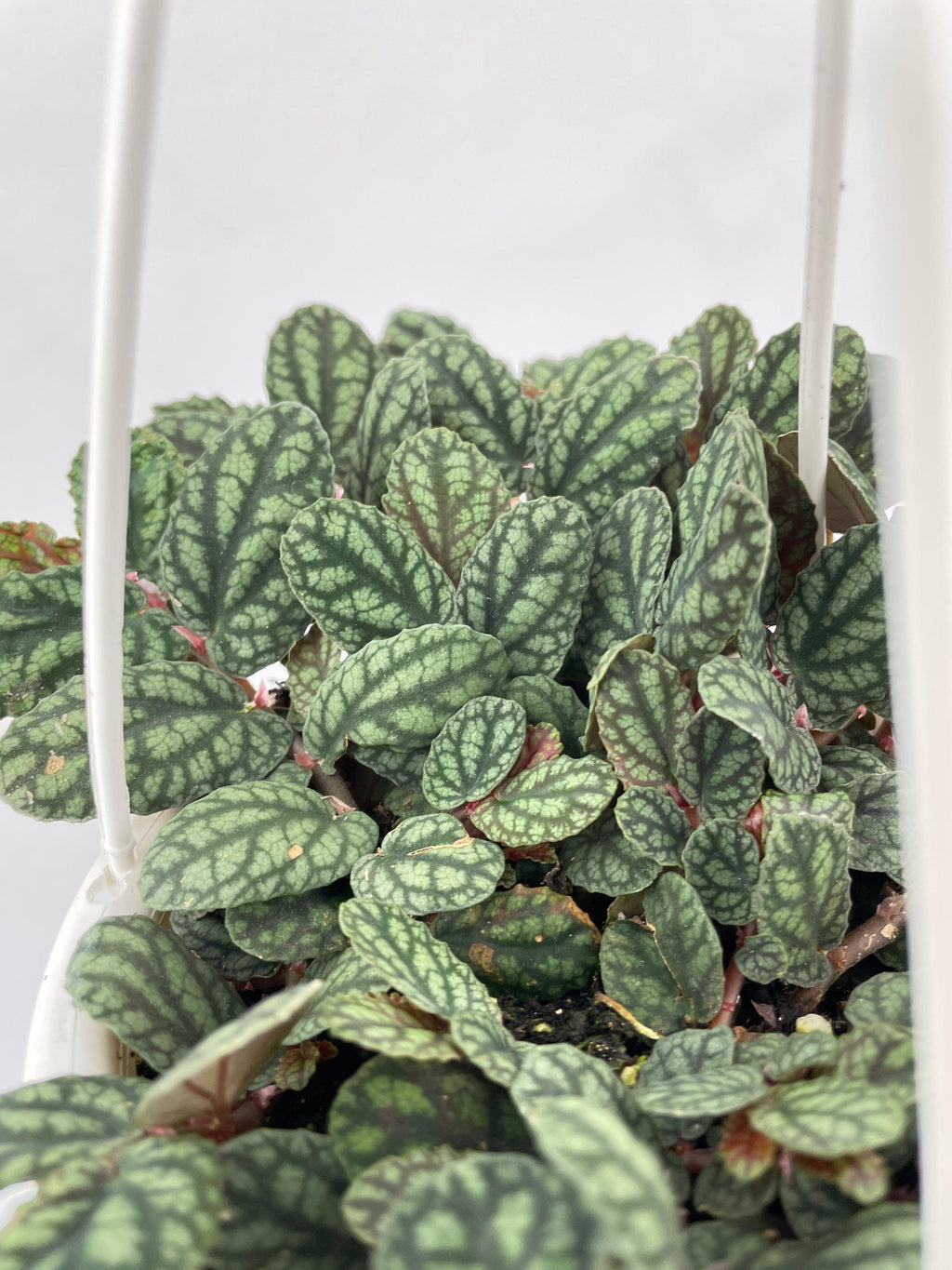 Watermelon Begonia (Pellionia Pulchra) | Heirloom Boulevard