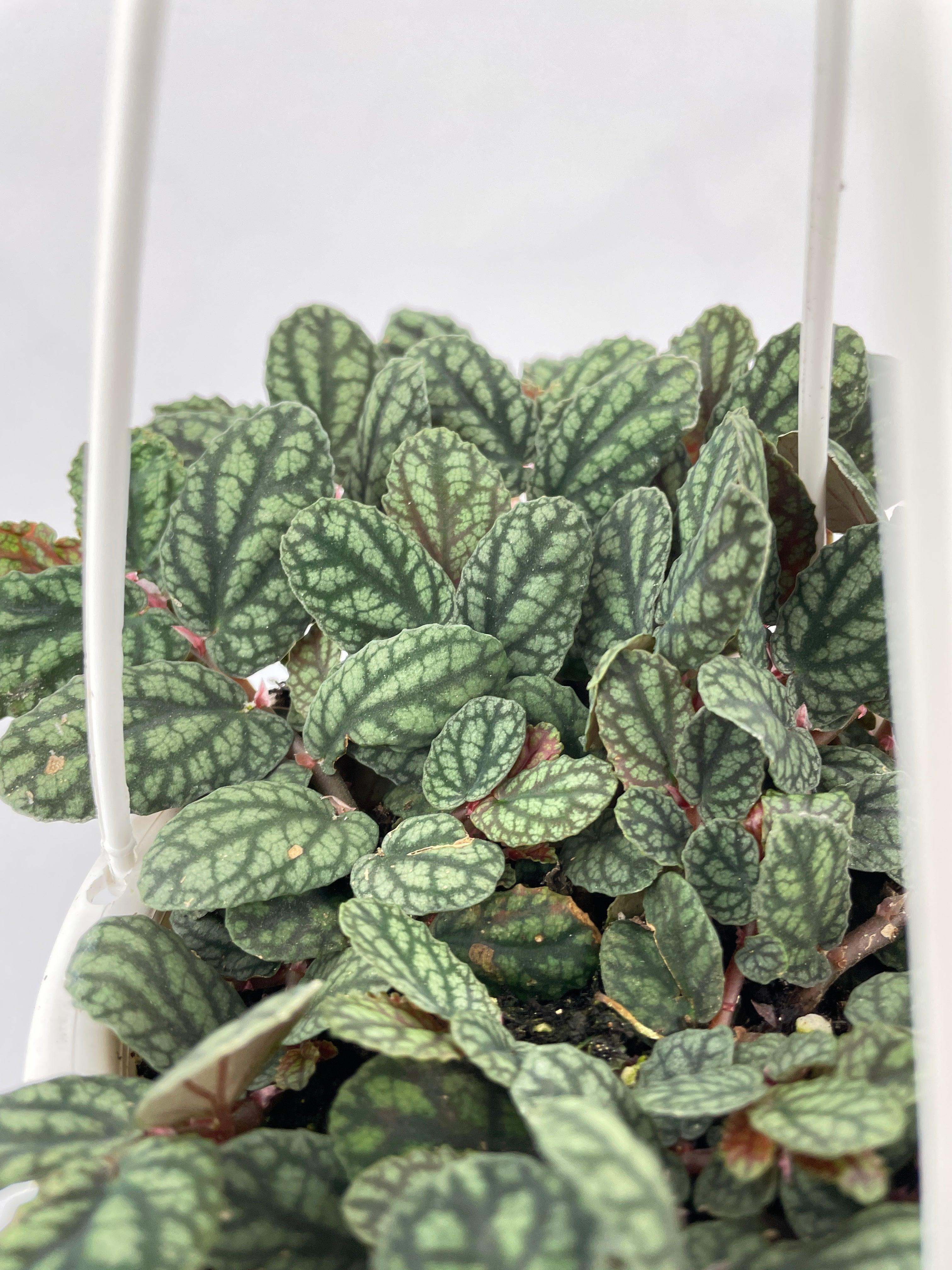 Watermelon Begonia (Pellionia Pulchra) | Heirloom Boulevard