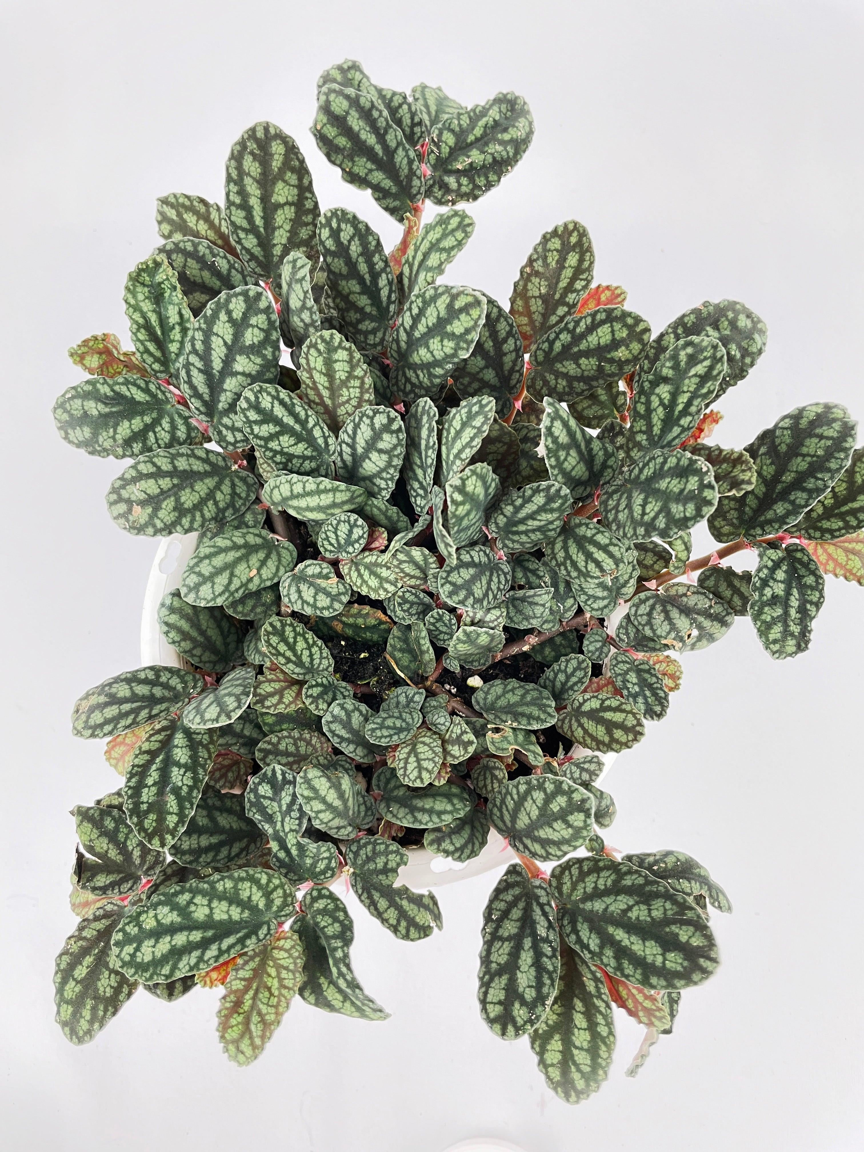 Watermelon Begonia (Pellionia Pulchra) | Heirloom Boulevard
